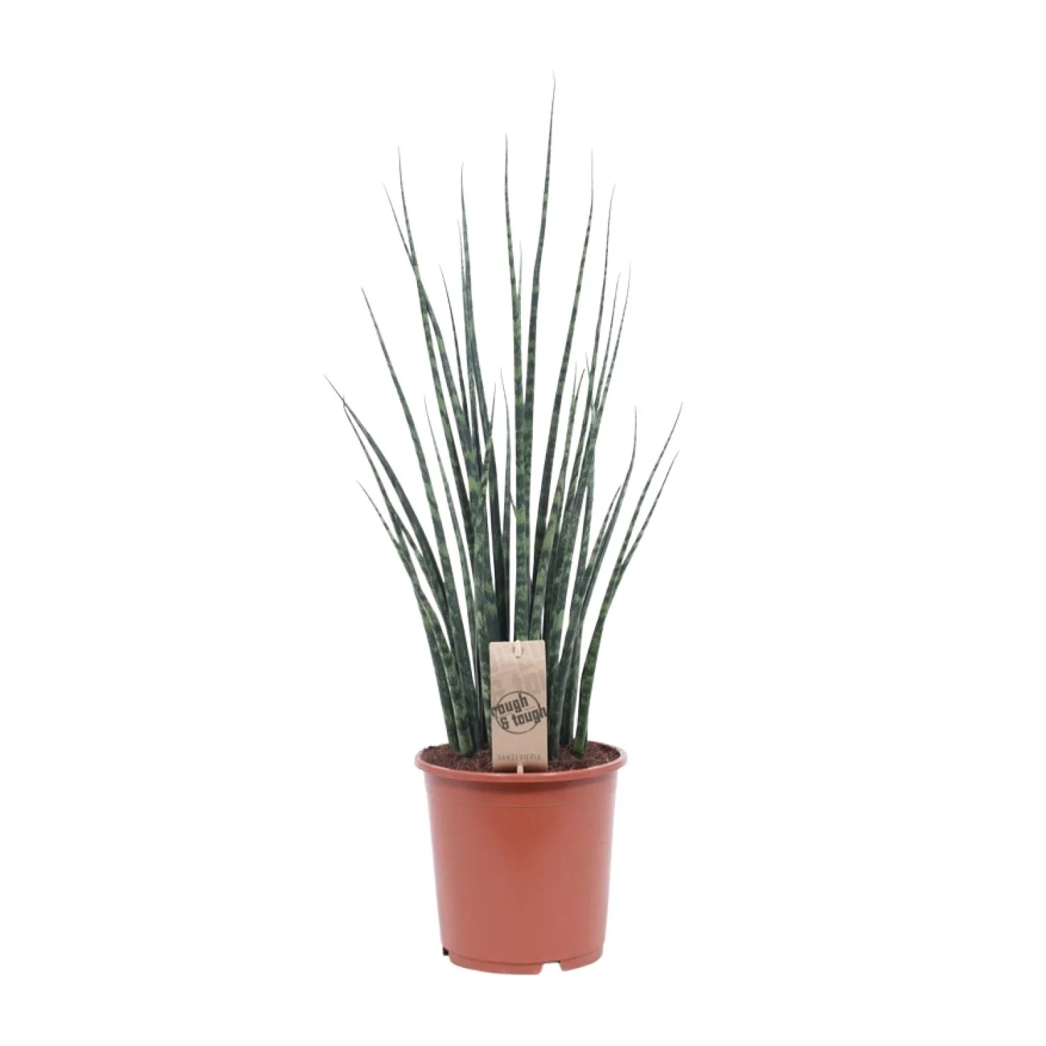 Sansevieria 'Fernwood' Mikado – Schwiegermutterzunge