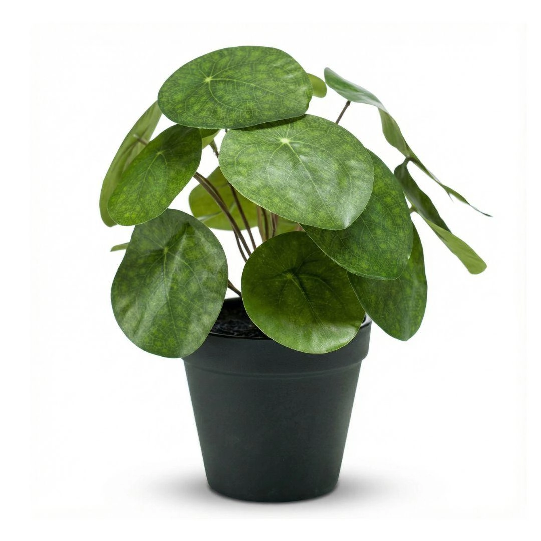Pilea Kunstpflanze im schwarzen Topf, 25 cm