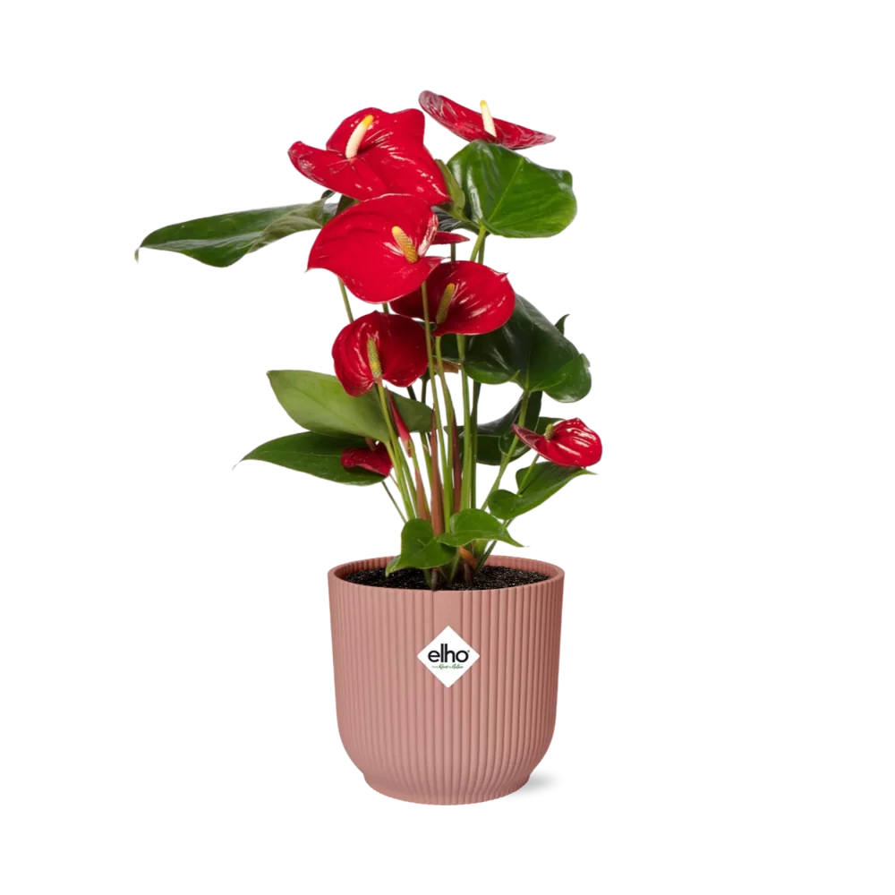 Anthurium – Flamingoblume