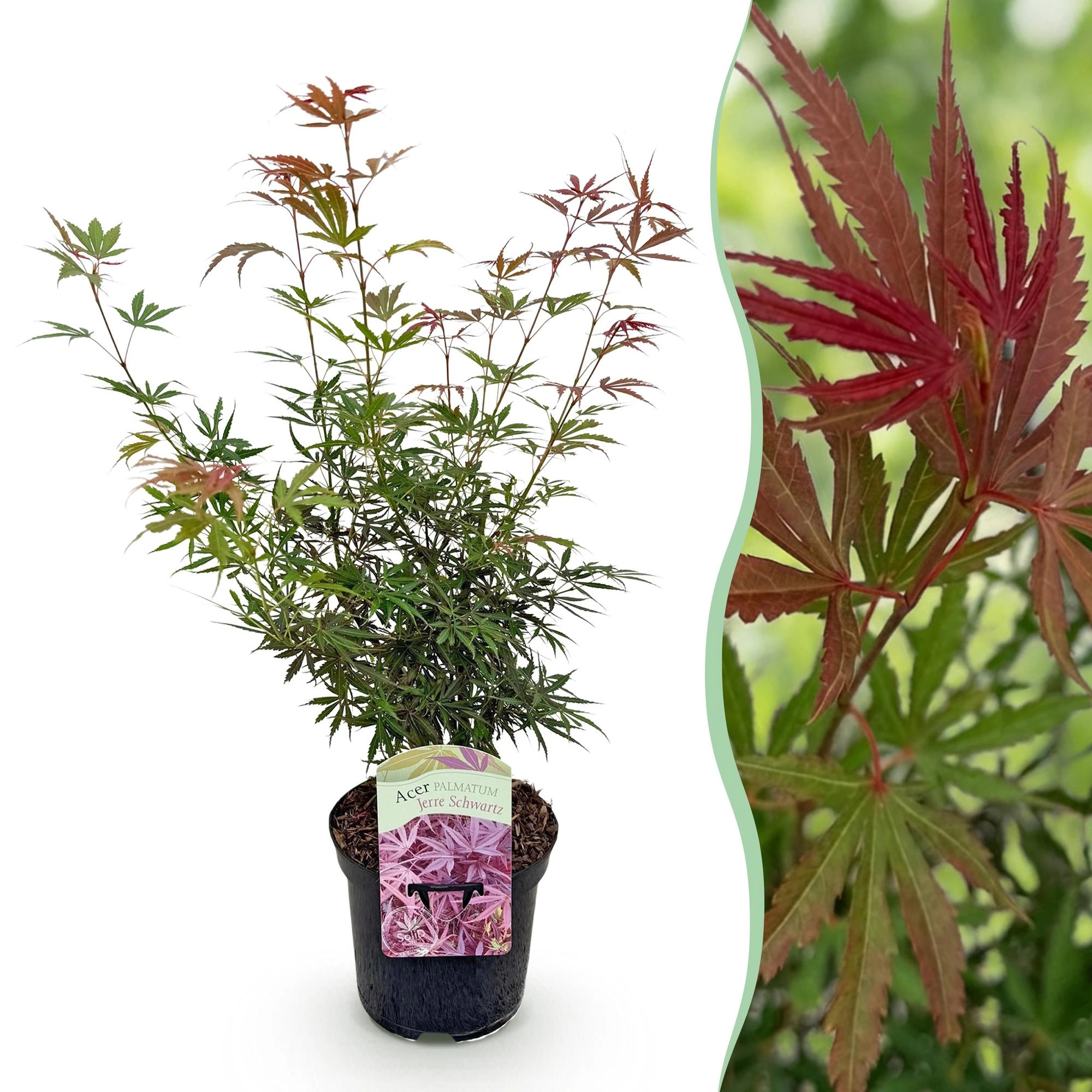 Balkonpflanze - Japanischer Ahorn - Acer palmatum Jerre Swarts - Dunkelrot - 1 Pflanze - Laubabwerfend - Topf 19cm Höhe 70cm