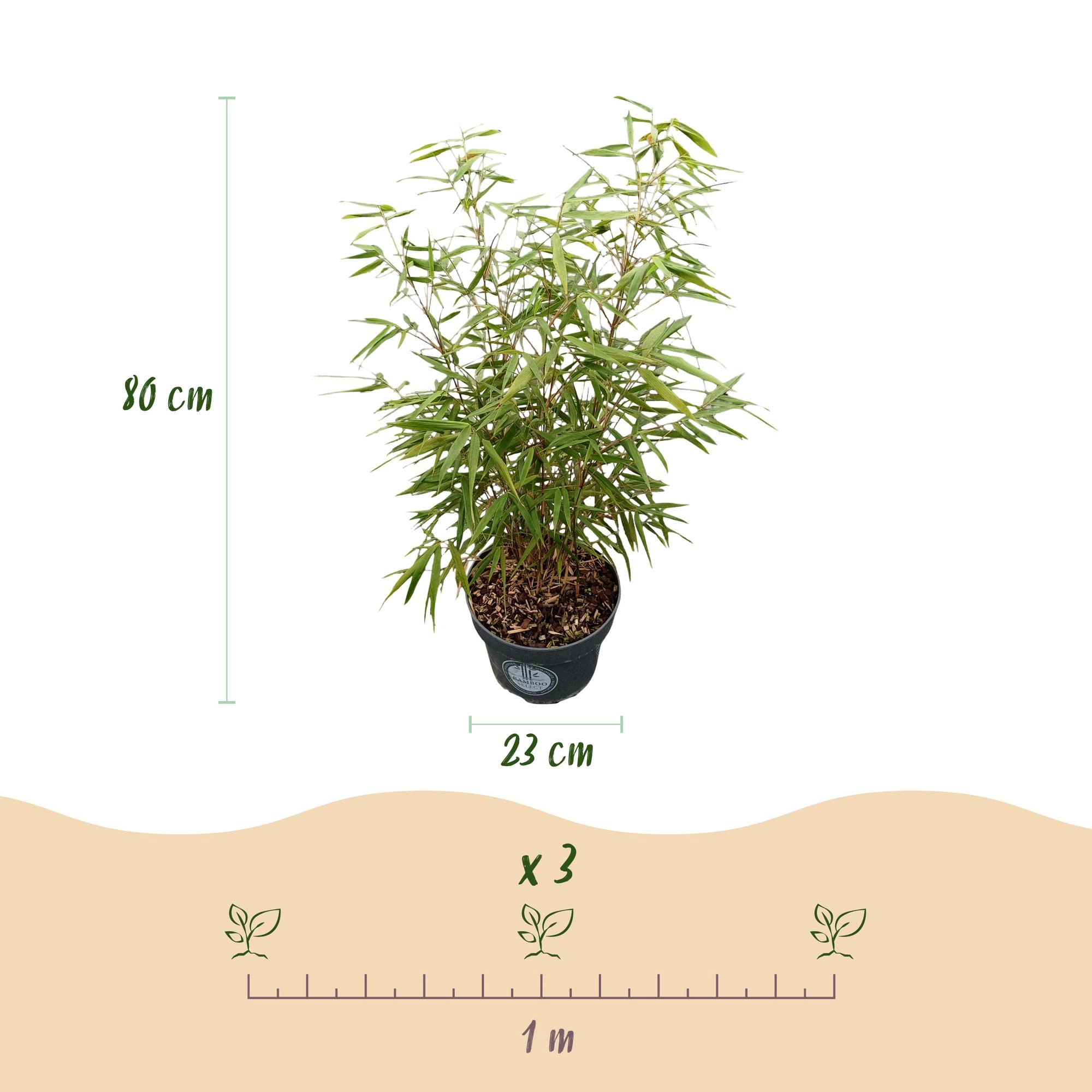 Green boutiQ - Gräser - Fargesia scabrida Asian Wonder - Bambus - Nicht Ausbreitend - Grün - 2 Pflanzen - Topf 23 cm - Höhe 80 cm Bild 3