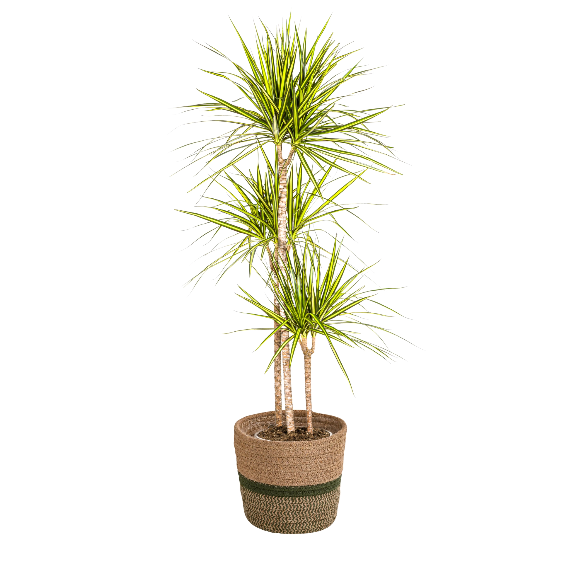 Dracaena Marginata Sunray