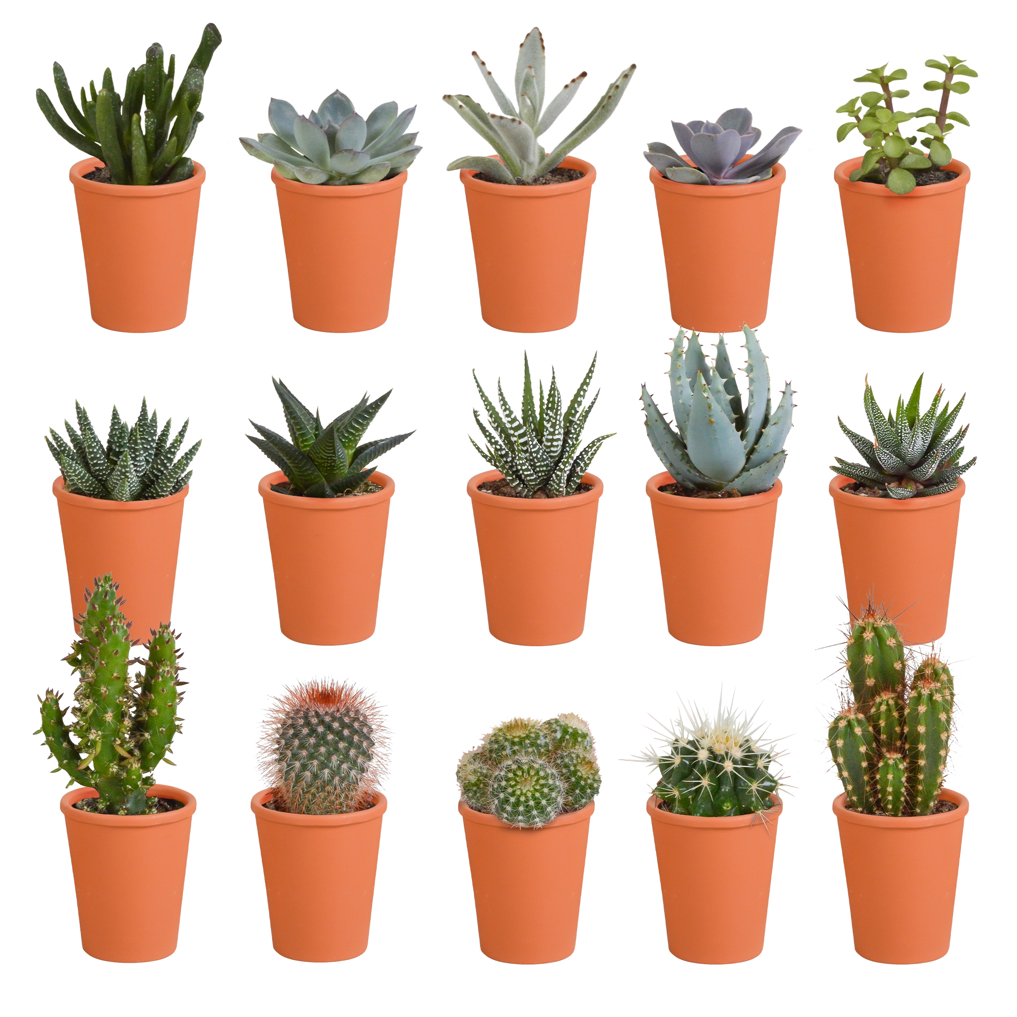 MEGA-Mischung aus 15 Kakteen und Sukkulenten