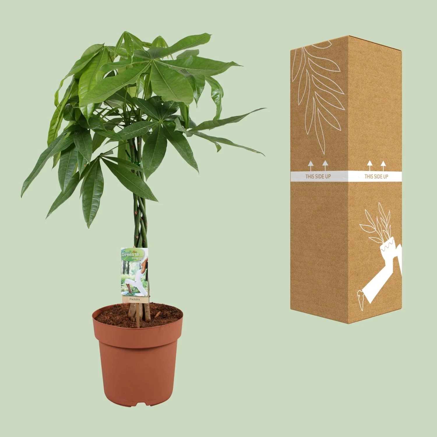 Pachira Aquatica – Geldbaum