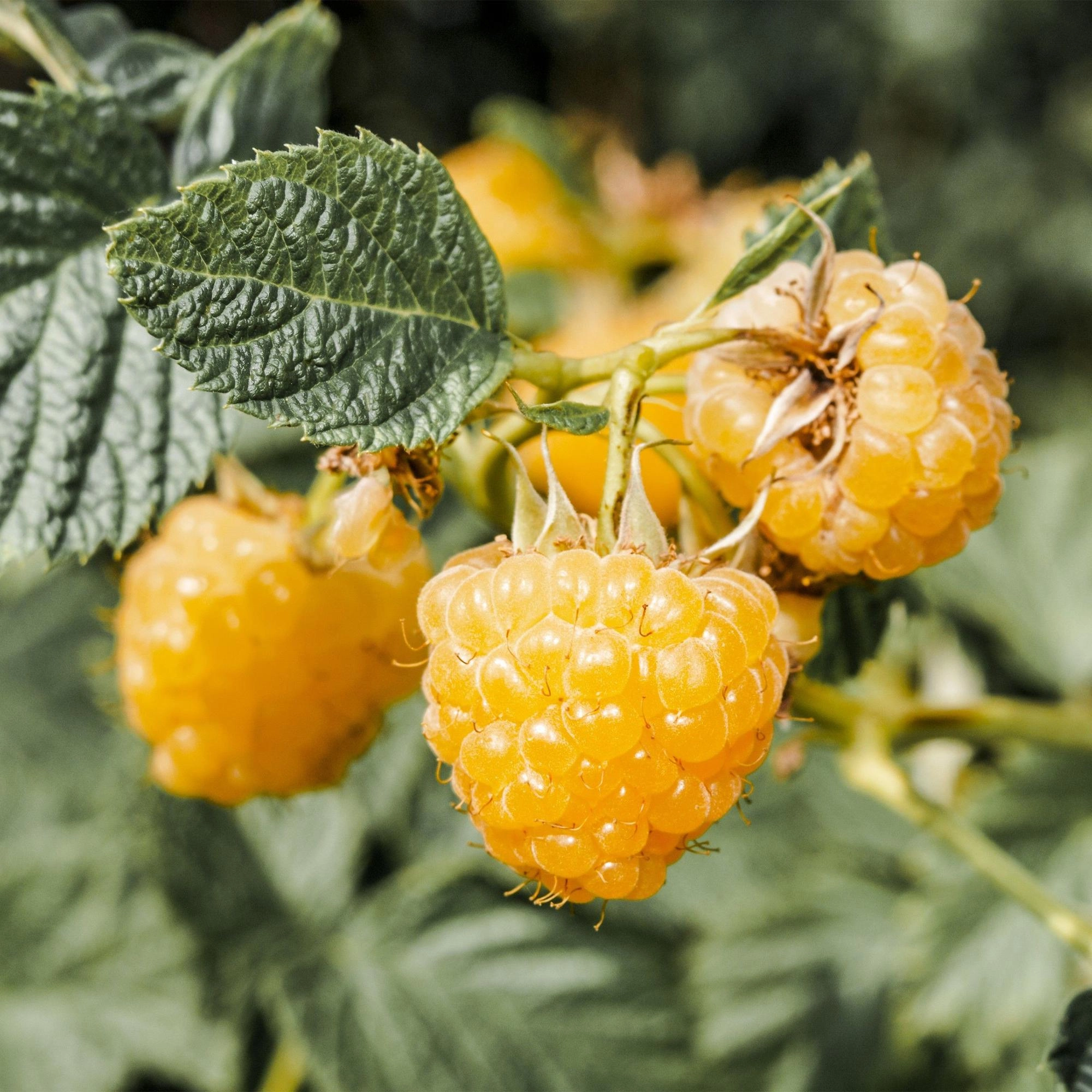 Green boutiQ - Fruit Plant - Rubus idaeus Fallgold - Raspberry Plant - Hardy - Yellow Raspberry - 2 Plants - Pot 15cm - Height 50cm Bild 5