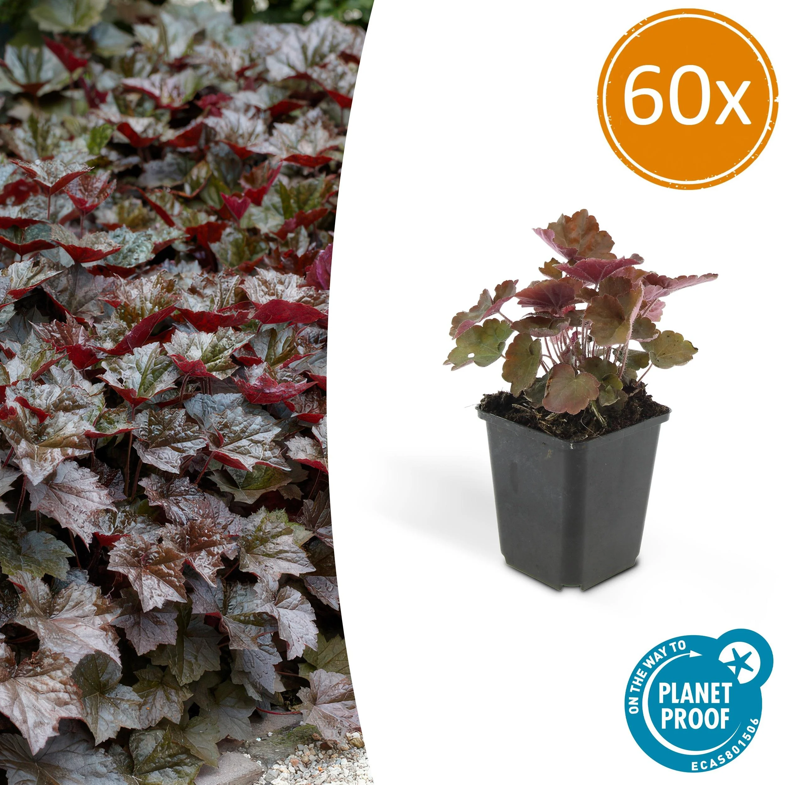 Heuchera ‘Palace Purple’