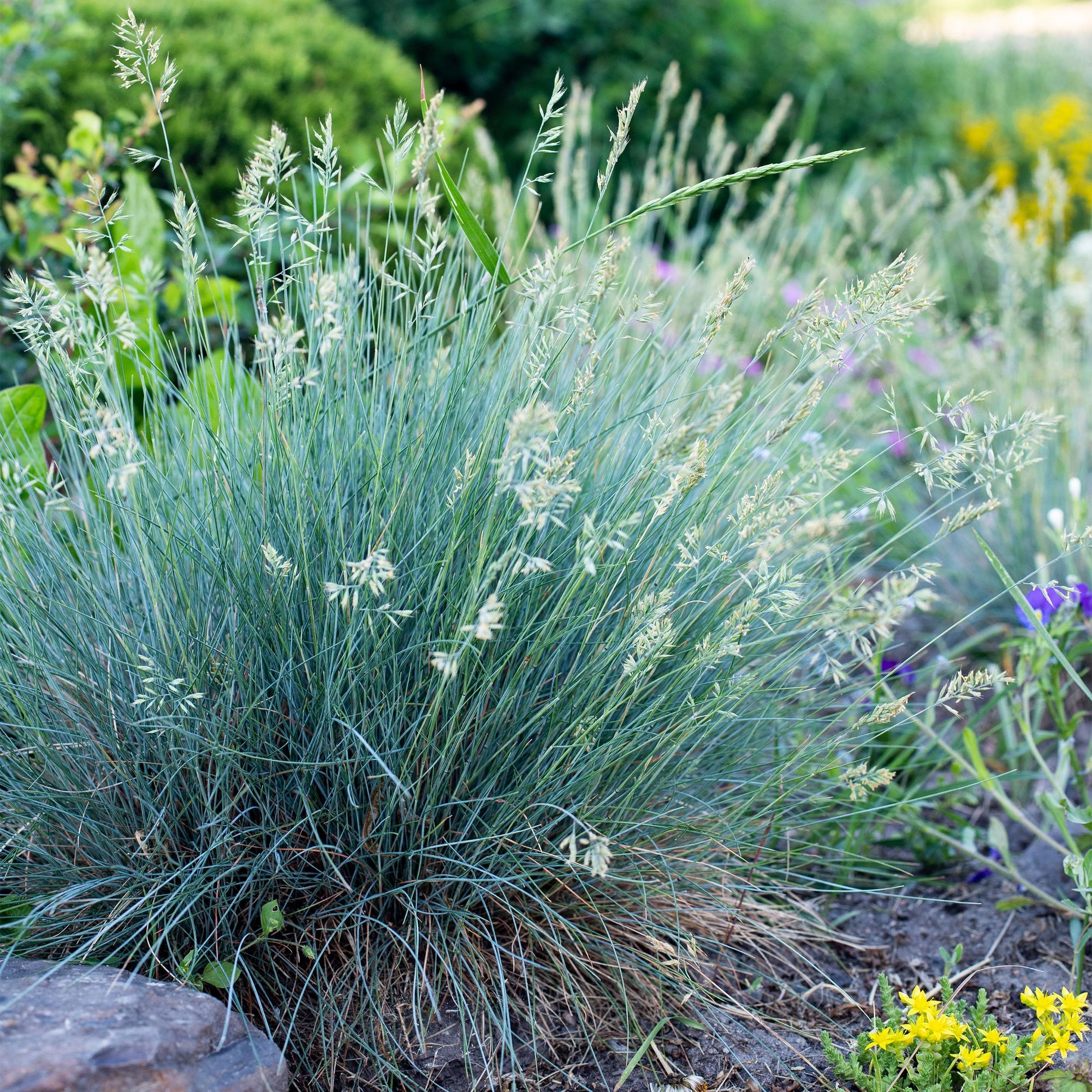 Ziergräser - Festuca glauca Intense Blue - Blau - 4 Pflanzen - Immergrün - Wenig Pflege - Topf 17cm Höhe 50cm