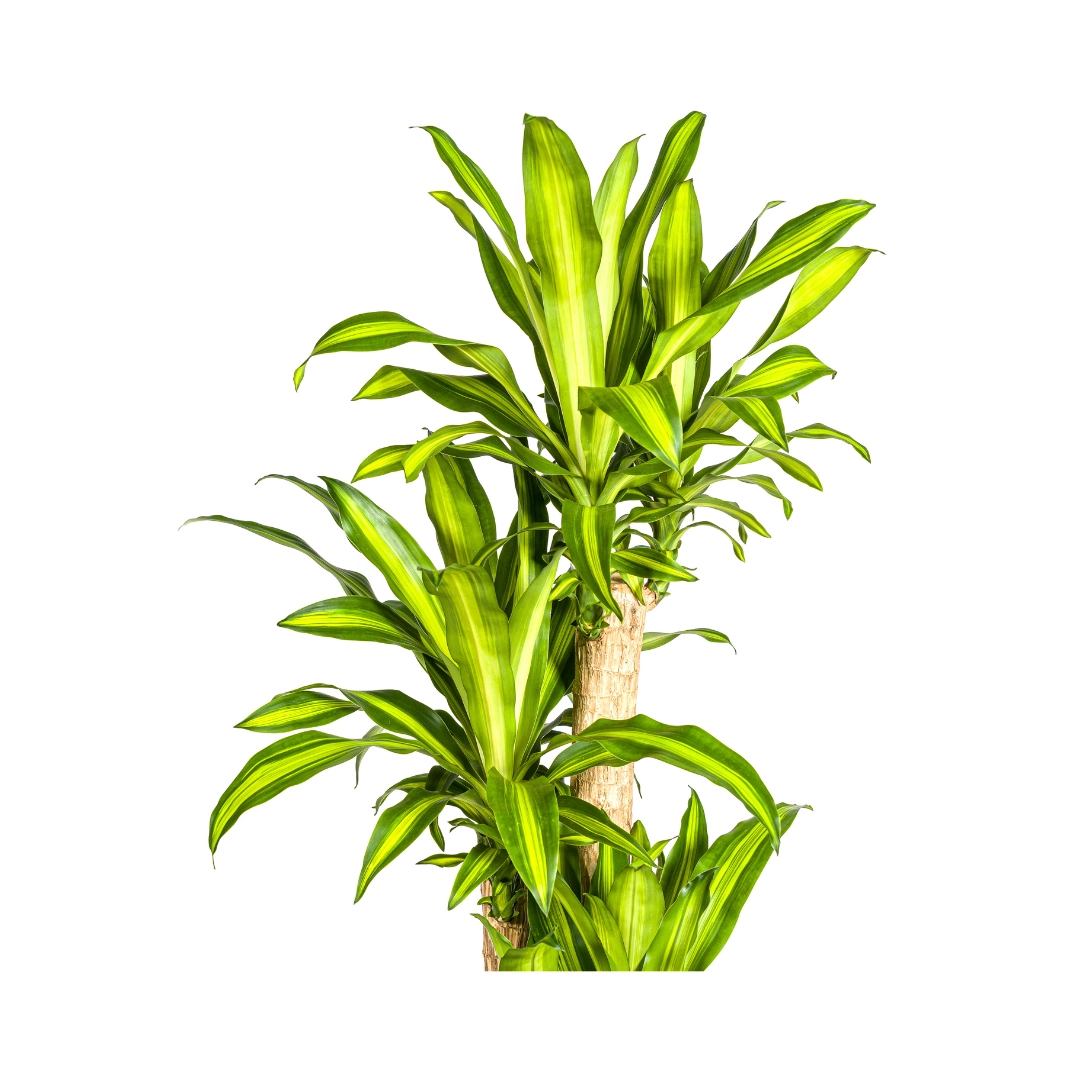 Dracaena Fragrans Massangeana – Zimmerpflanze mit tropischem Flair