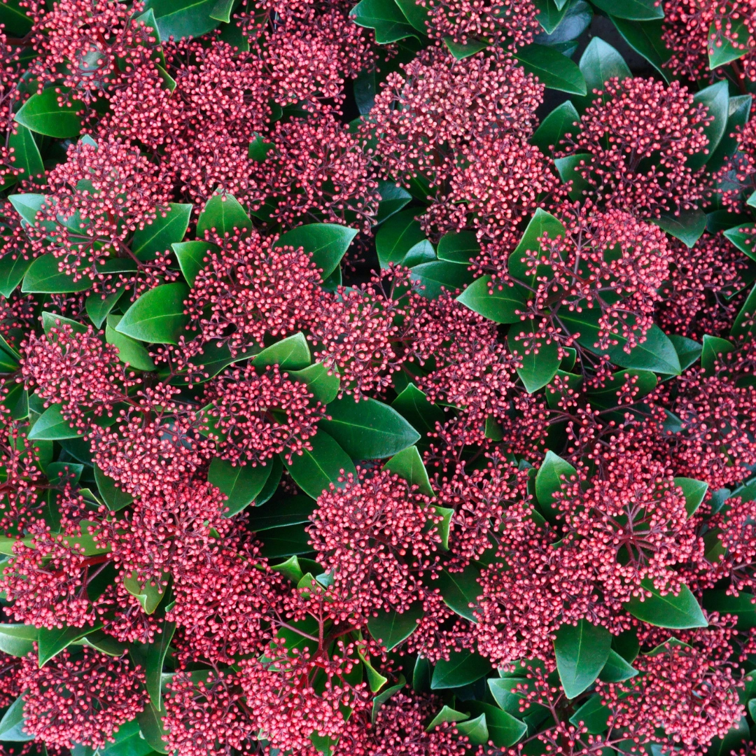 Skimmia 'Rubella' – Immergrüner Zierstrauch