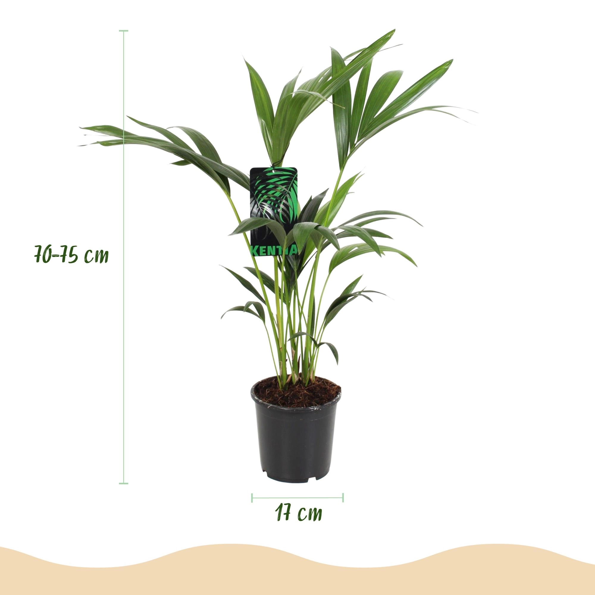 Howea Forsteriana - Kentia-Palme