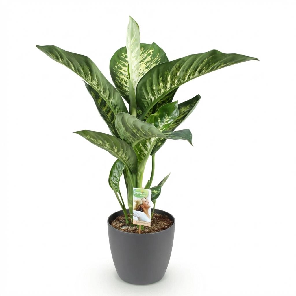 Dieffenbachia Tropic Snow