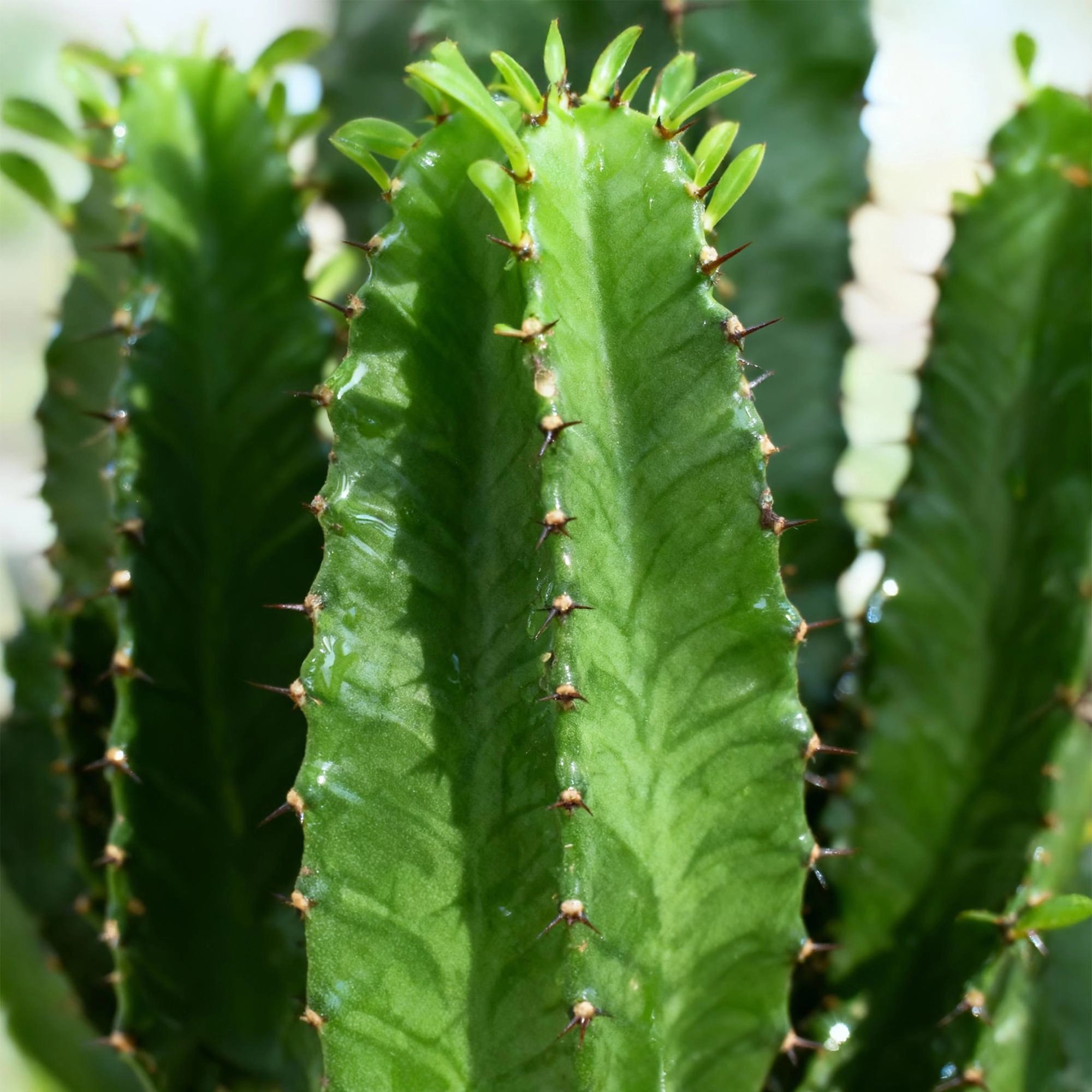 Euphorbia eritrea