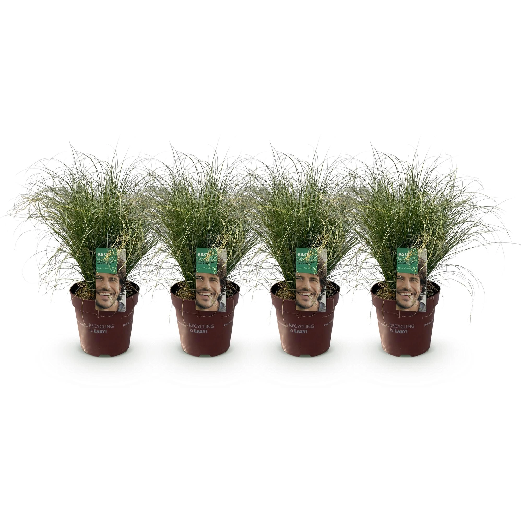 Ziergräser - Carex comans Frosted Curls - Grün - 4 Pflanzen - Immergrün - Wenig Pflege - Topf 17cm Höhe 50cm