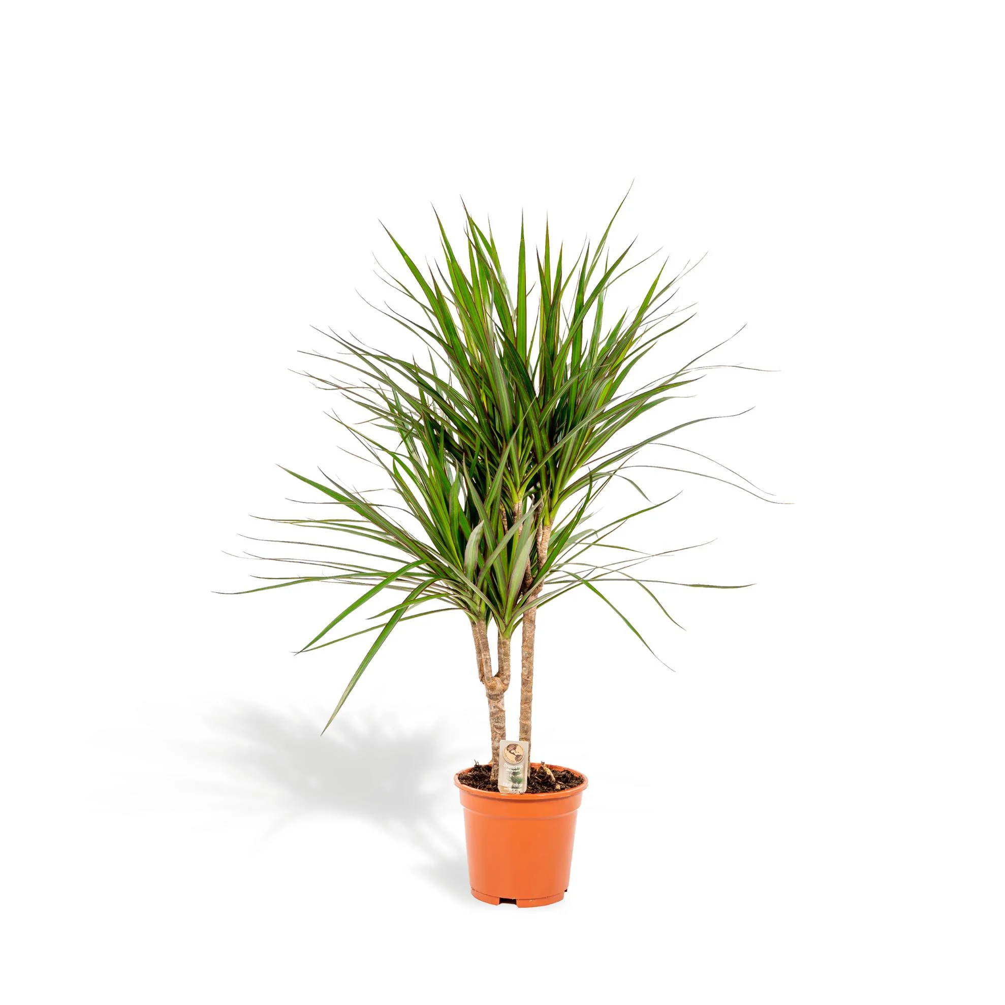 Dracaena Marginata – Drachenbaum