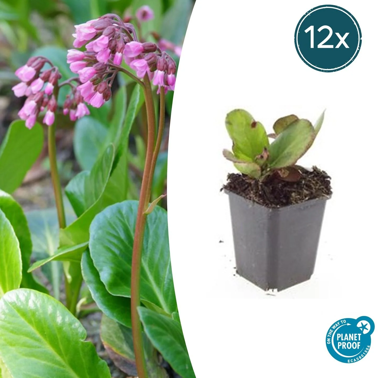 12x Bergenia cordifolia Herbstblüte - ↕10-25cm - Ø9cm Bild 1