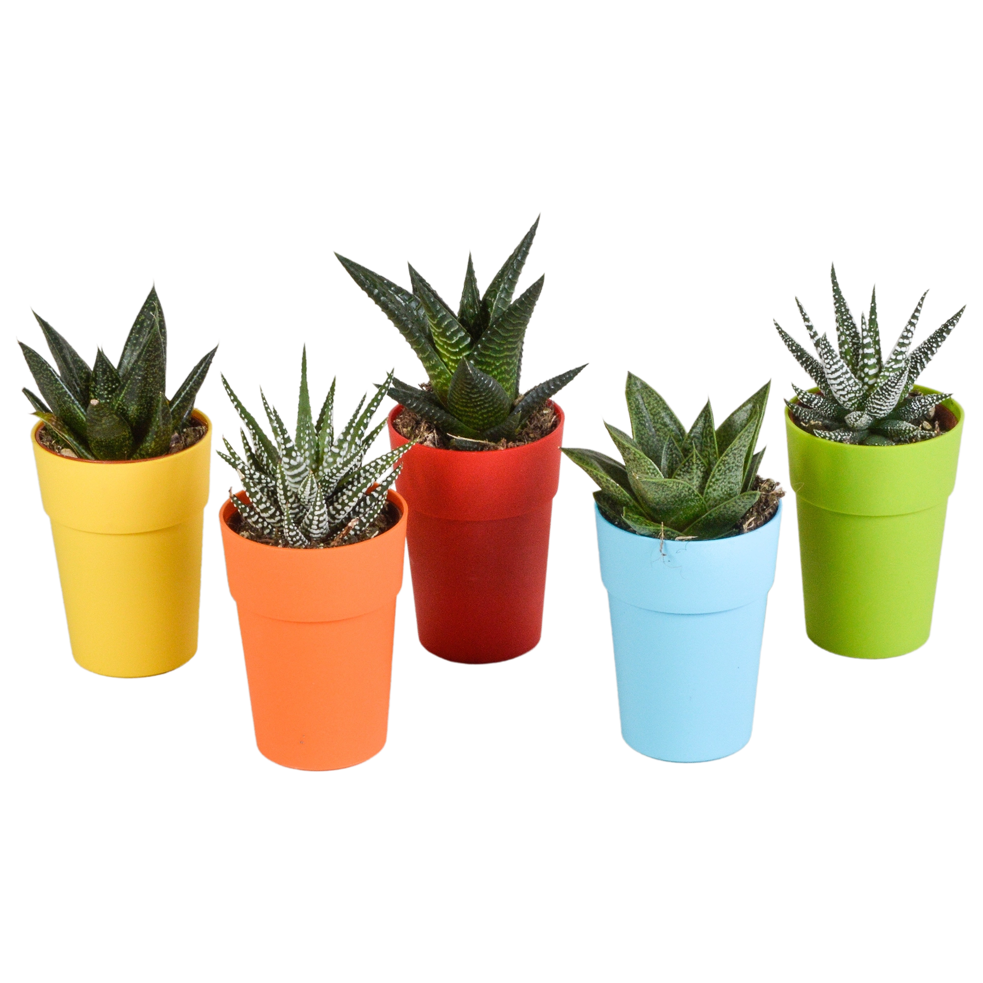 Gasteria/Haworthia Mischung – 5er Topper im farbigen Topf
