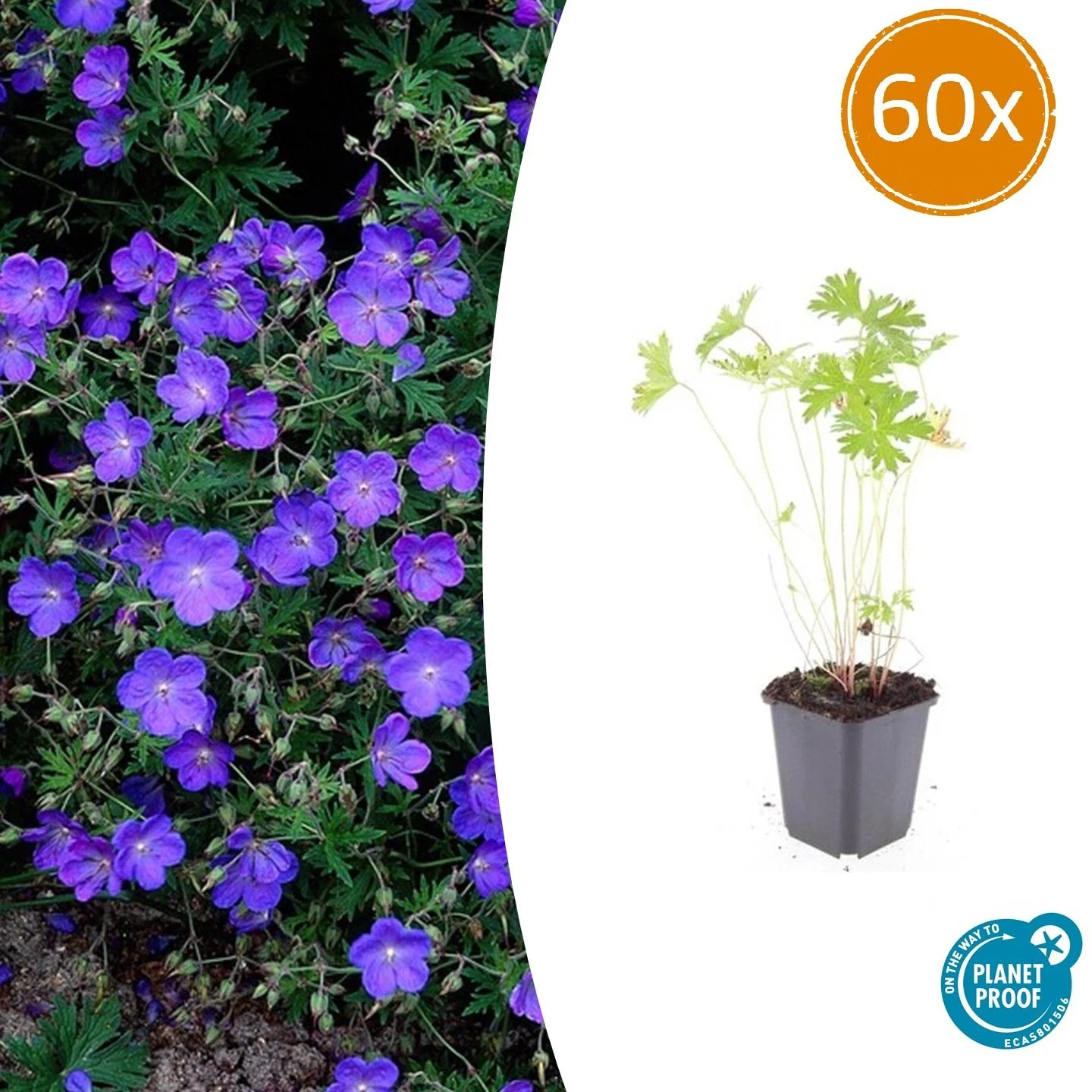 Geranium 'Johnson's Blue'