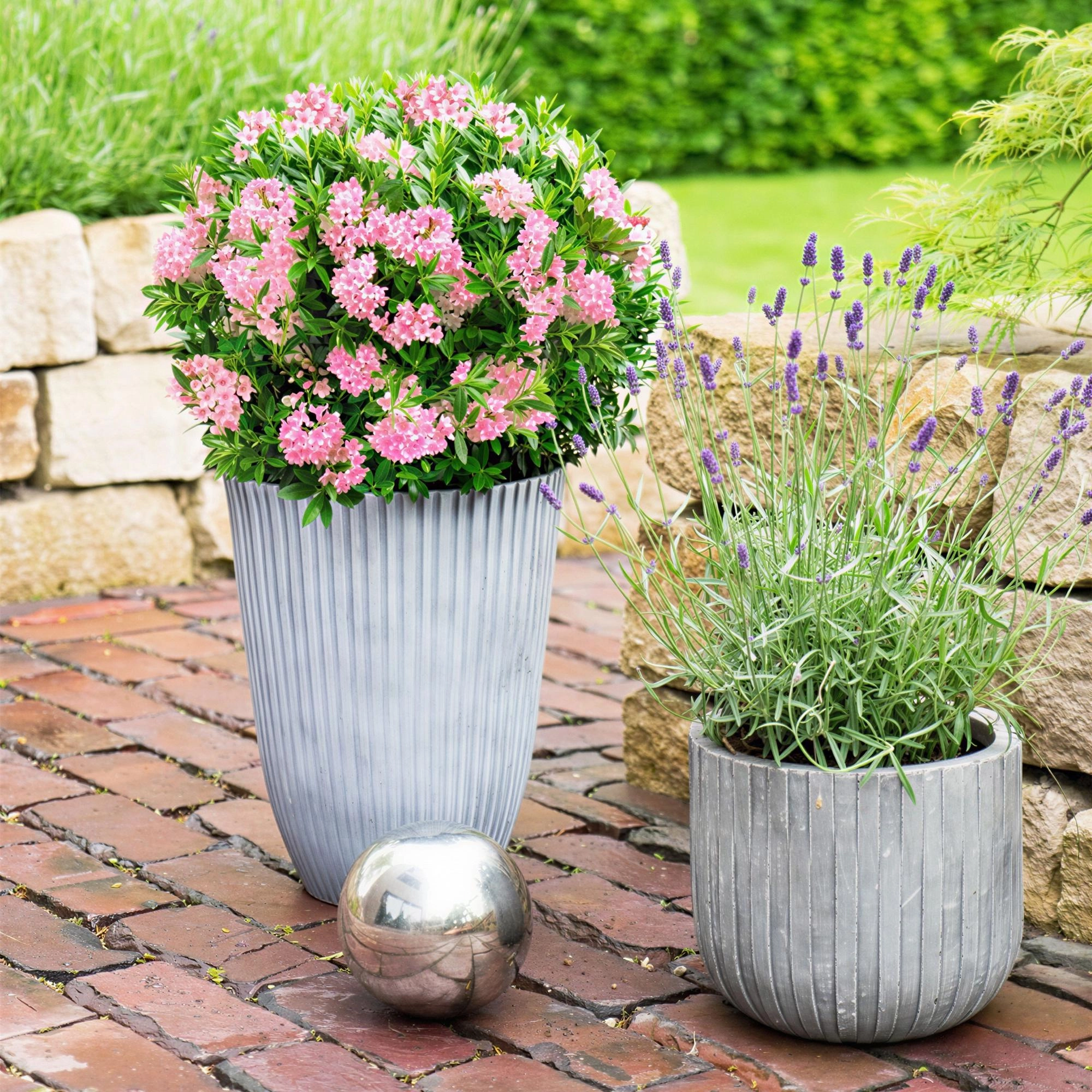 Green boutiQ - Zwerg-Rhododendron - Rhododendron Bloombux Magenta - Blühende Buxus - Wenig Pflege - Rosa Blüte - 6 Pflanzen - Topf 17cm - Höhe 30-40cm Bild 5