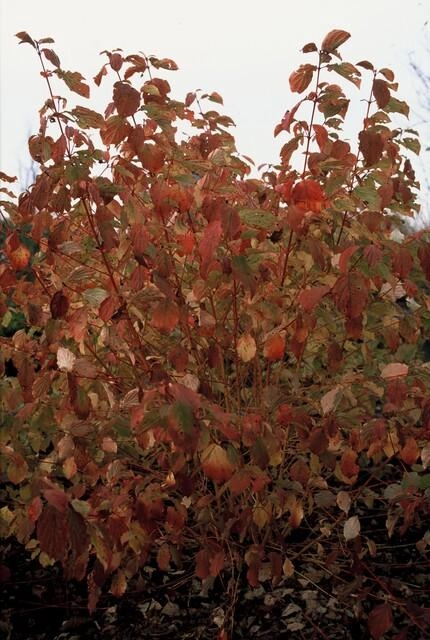 48x Cornus sang. Midwinter Fire - ↕10-25cm - Ø9cm Bild 8