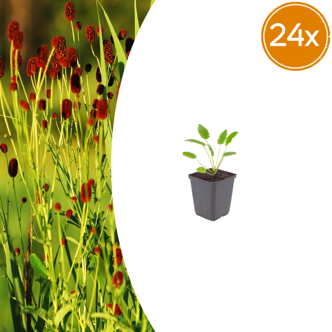 Sanguisorba officinalis ‘Tanna’