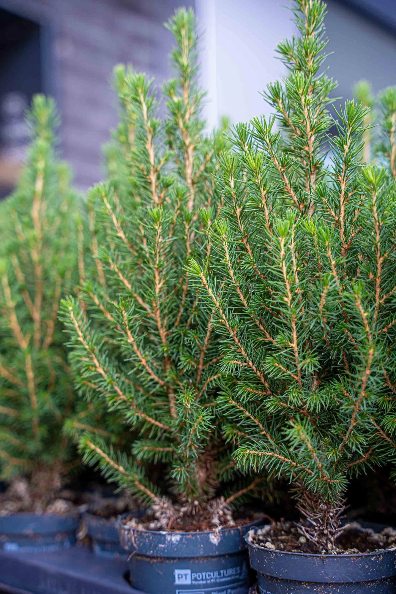 Mini-Kunstbaum - Chamaecyparis 25-30 cm