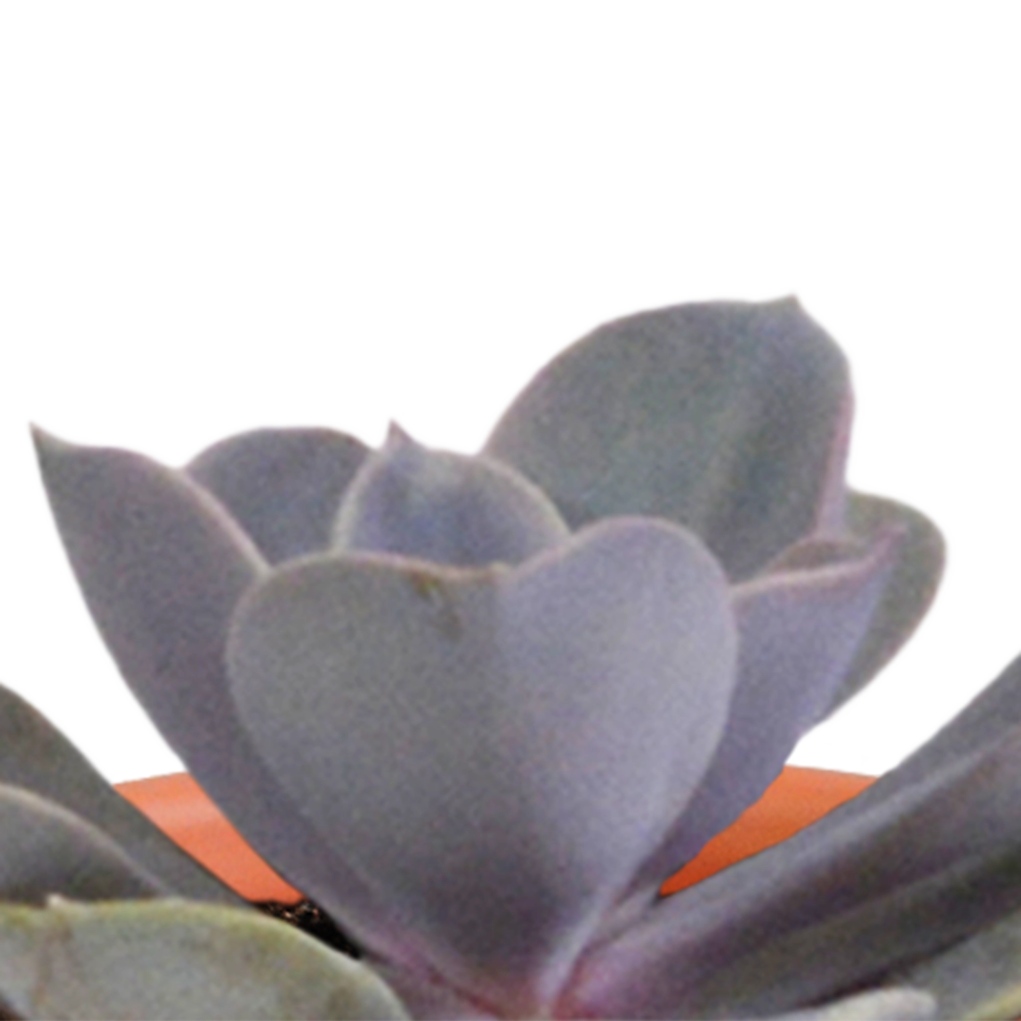 Cactus en vetplanten Mischung 5,5 cm 15 stück - zonder pot Bild 11