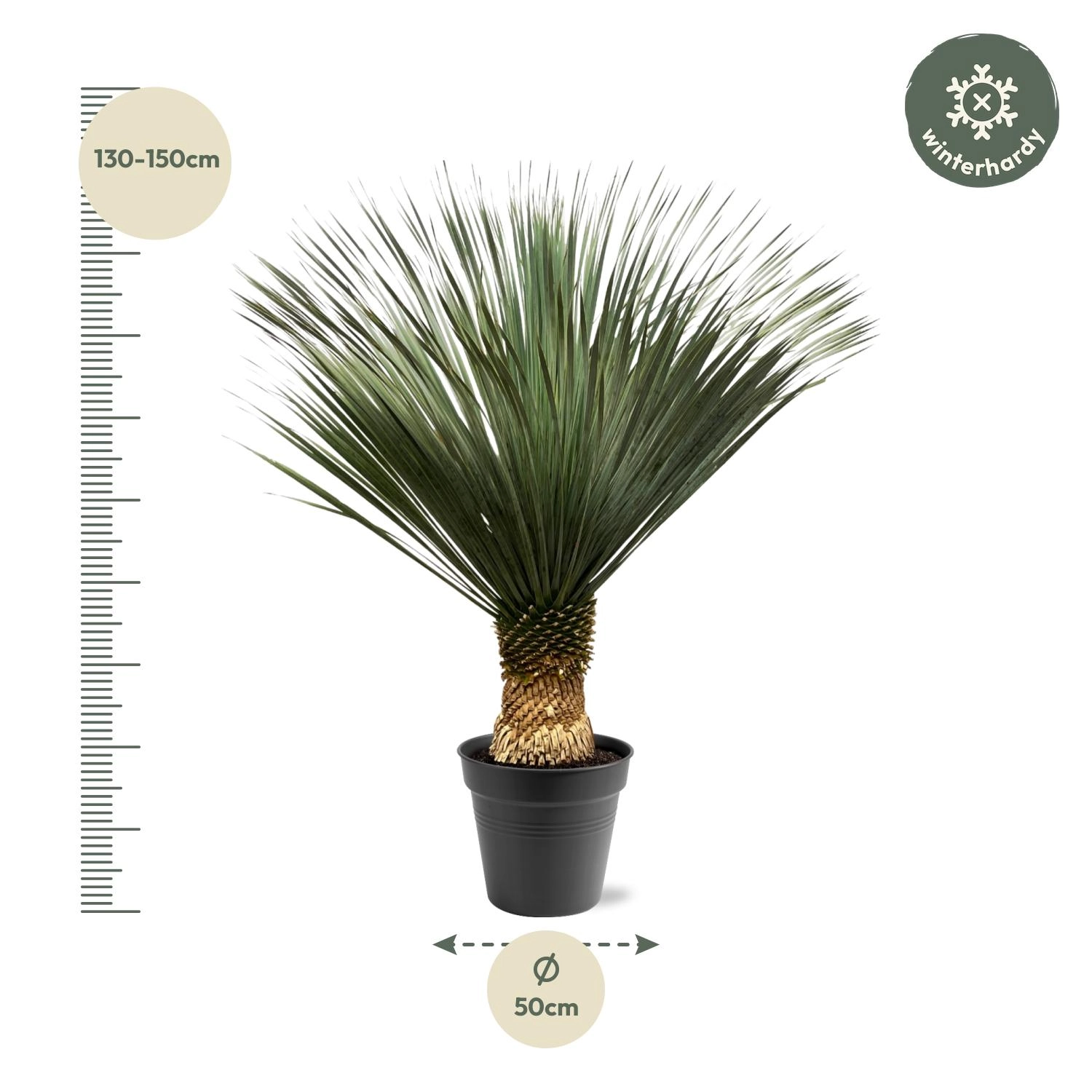 Yucca Rostrata - 130 - 150 cm - Ø50 Bild 5