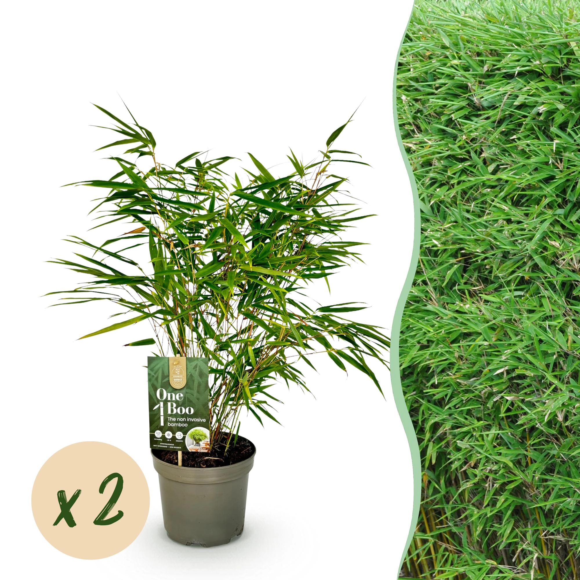 Fargesia rufa – Wunderschöner Bambus für deinen Garten