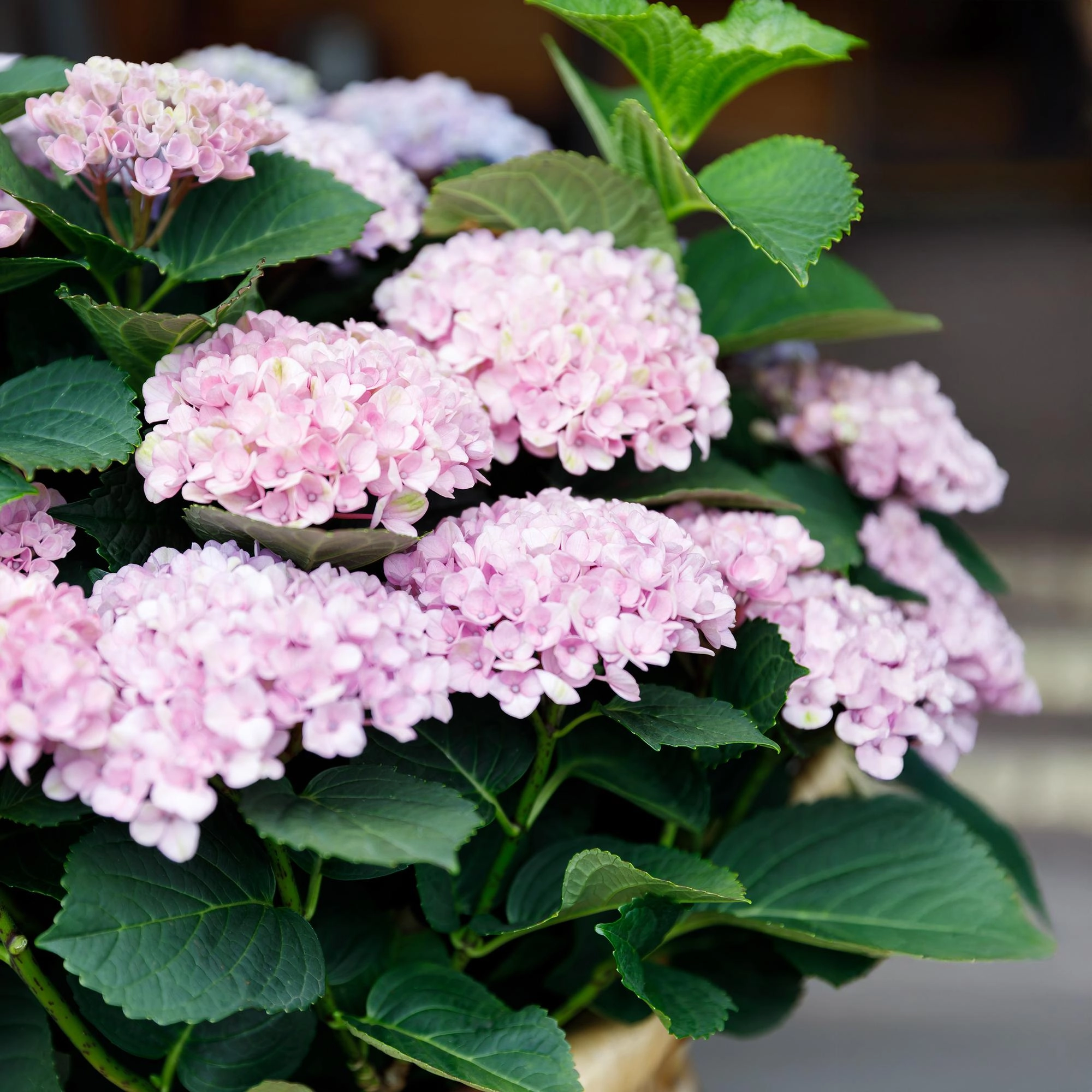 Balkonpflanze - Hortensie - Hydrangea Magical Revolution Pink - Pink - 6-10 Blüten - 2 Pflanzen - Topf 23cm Höhe 55cm