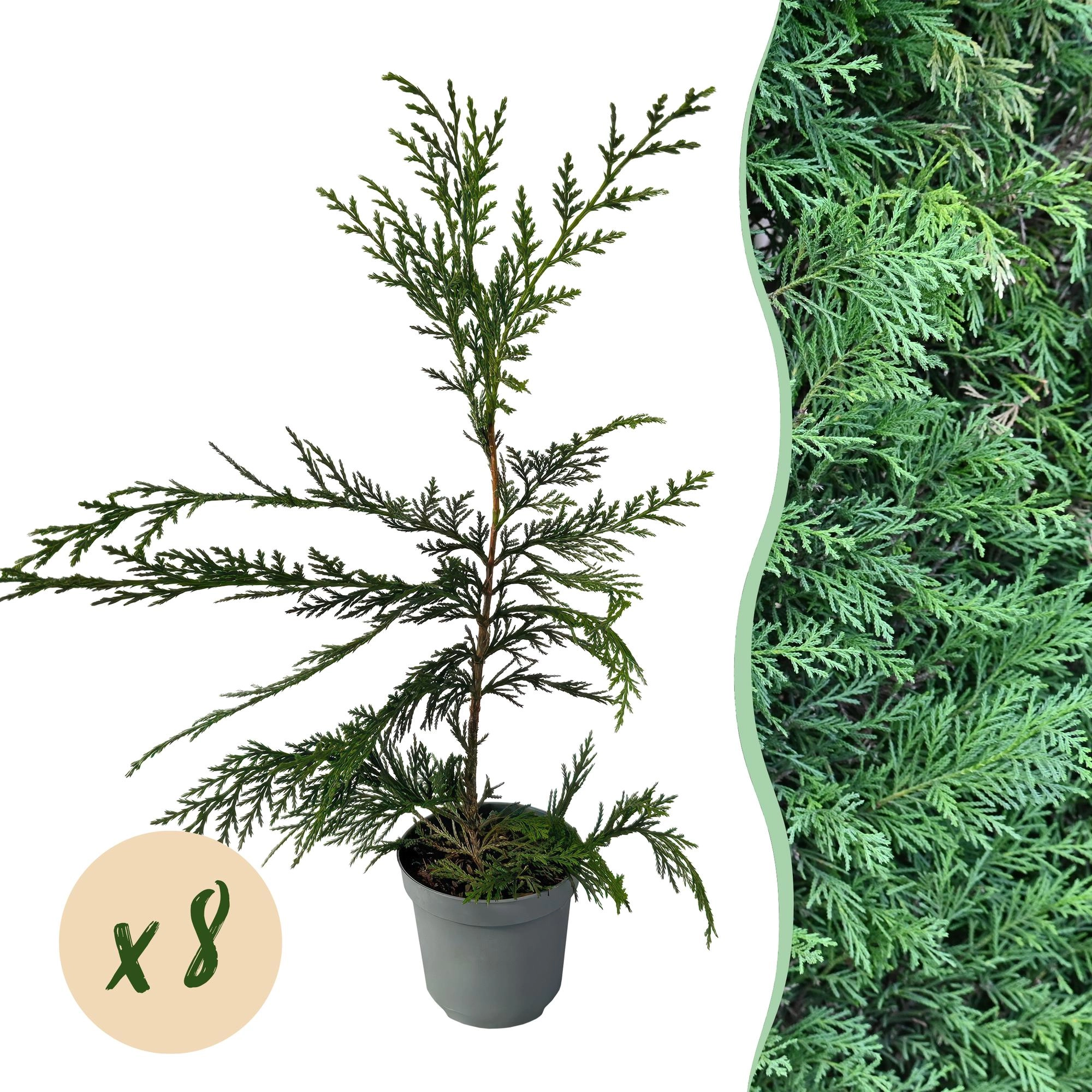 8x Cupressocyparis leylandii 2011 - Leylandii - Heckenpflanzen - Immergrün - Grün - Topf 9cm - Höhe 30-40cm Bild 1