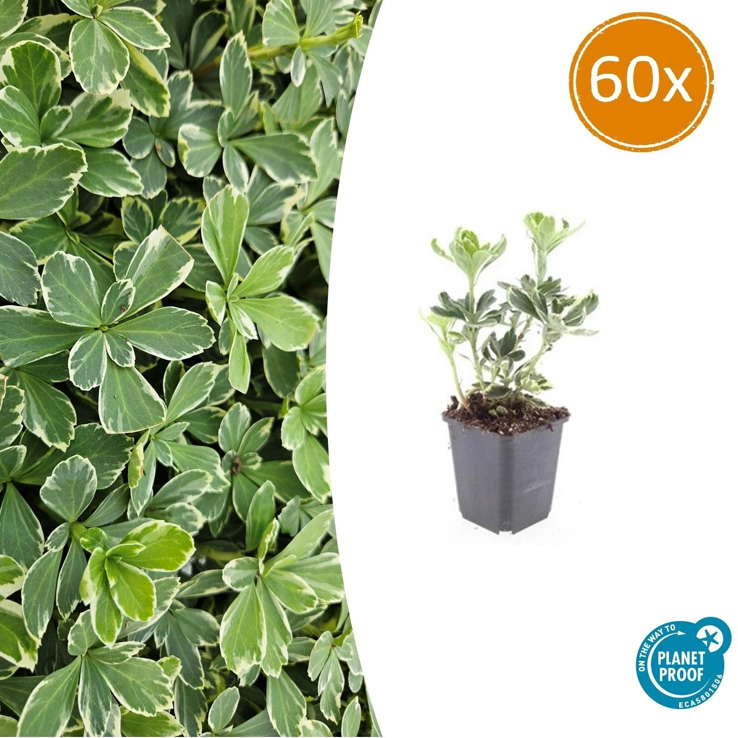 60x Pachysandra term. Variegata - ↕10-25cm - Ø9cm Bild 1