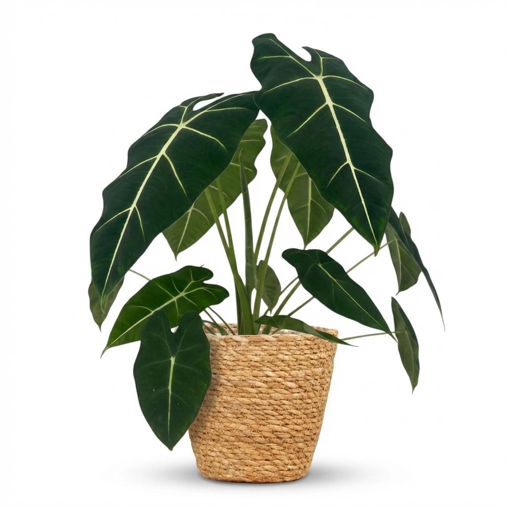Alocasia Frydek - Elefantenohr Pflanze im Korb