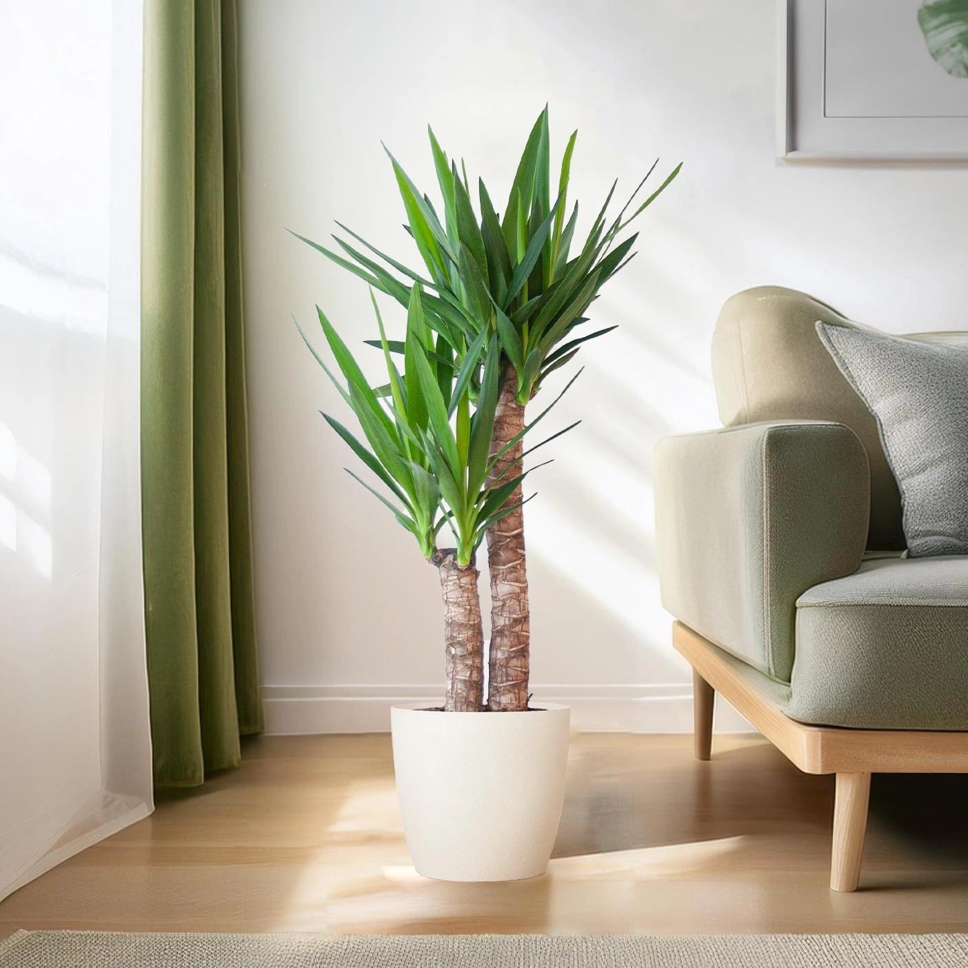 Yucca Elephantipes mit Potter weiß - 90cm - Ø21 Bild 3