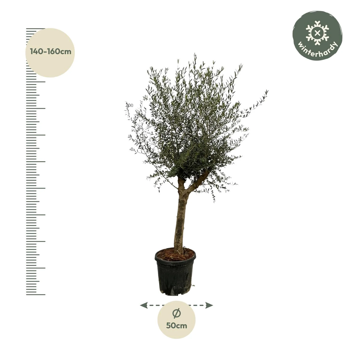 Olea Lorc – 200 cm, Ø45 cm
