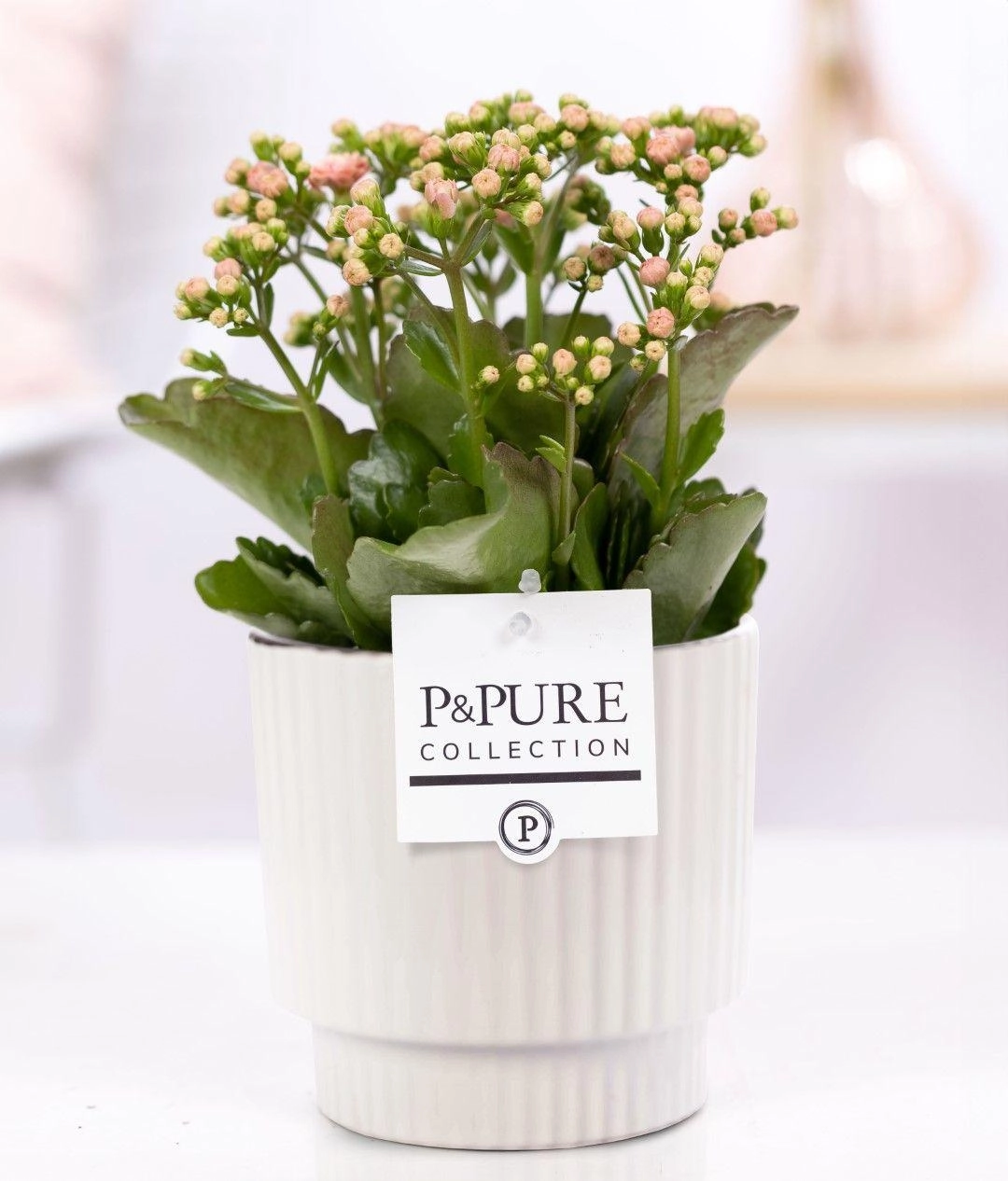 Kalanchoe Pink im Keramiktopf