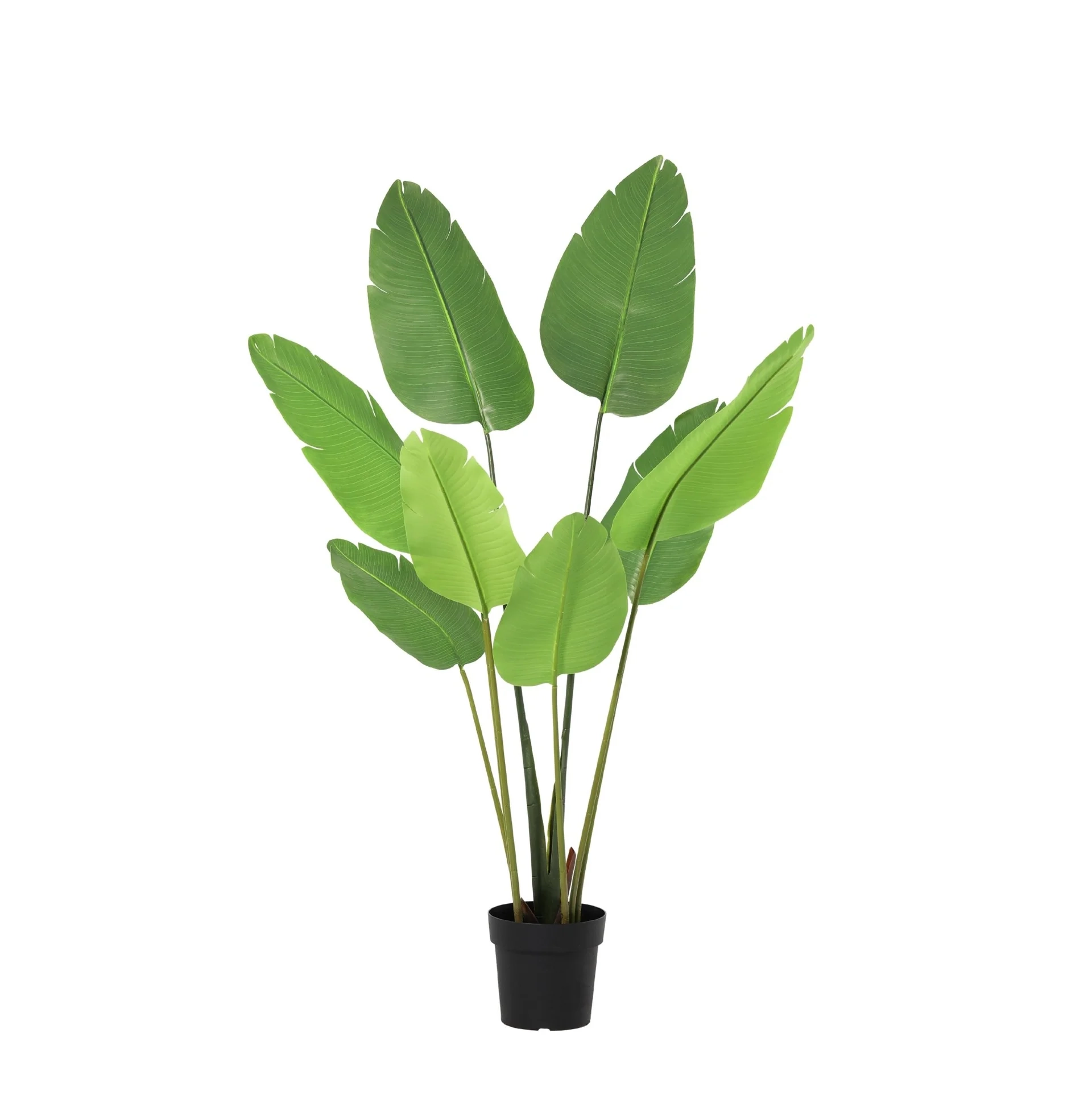 Künstliche Strelitzia Nicolai