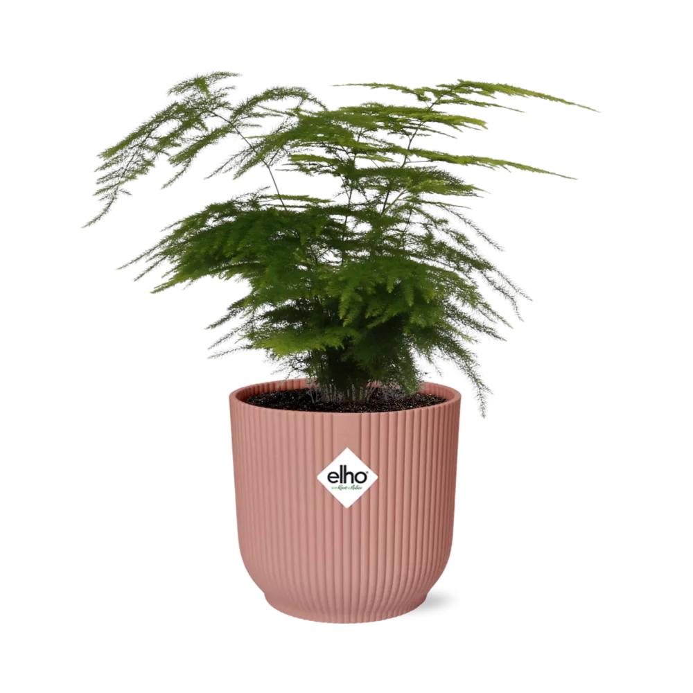 Spargelfarn – Pflegeleichte Schönheiten für dein Zuhause