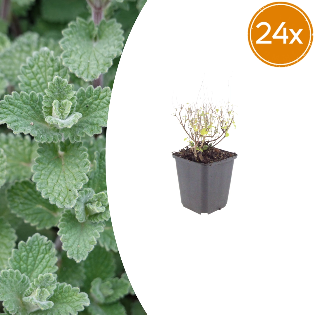 Calamintha nepeta nepeta
