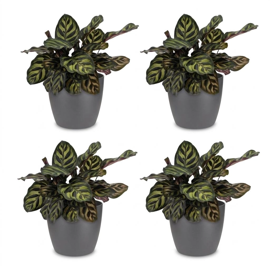 Green boutiQ - Calathea Makoyana - Pfauenpflanze - 4 Pflanzen - mit Potter Grijs - Topf 12cm - Höhe - 25cm Bild 2