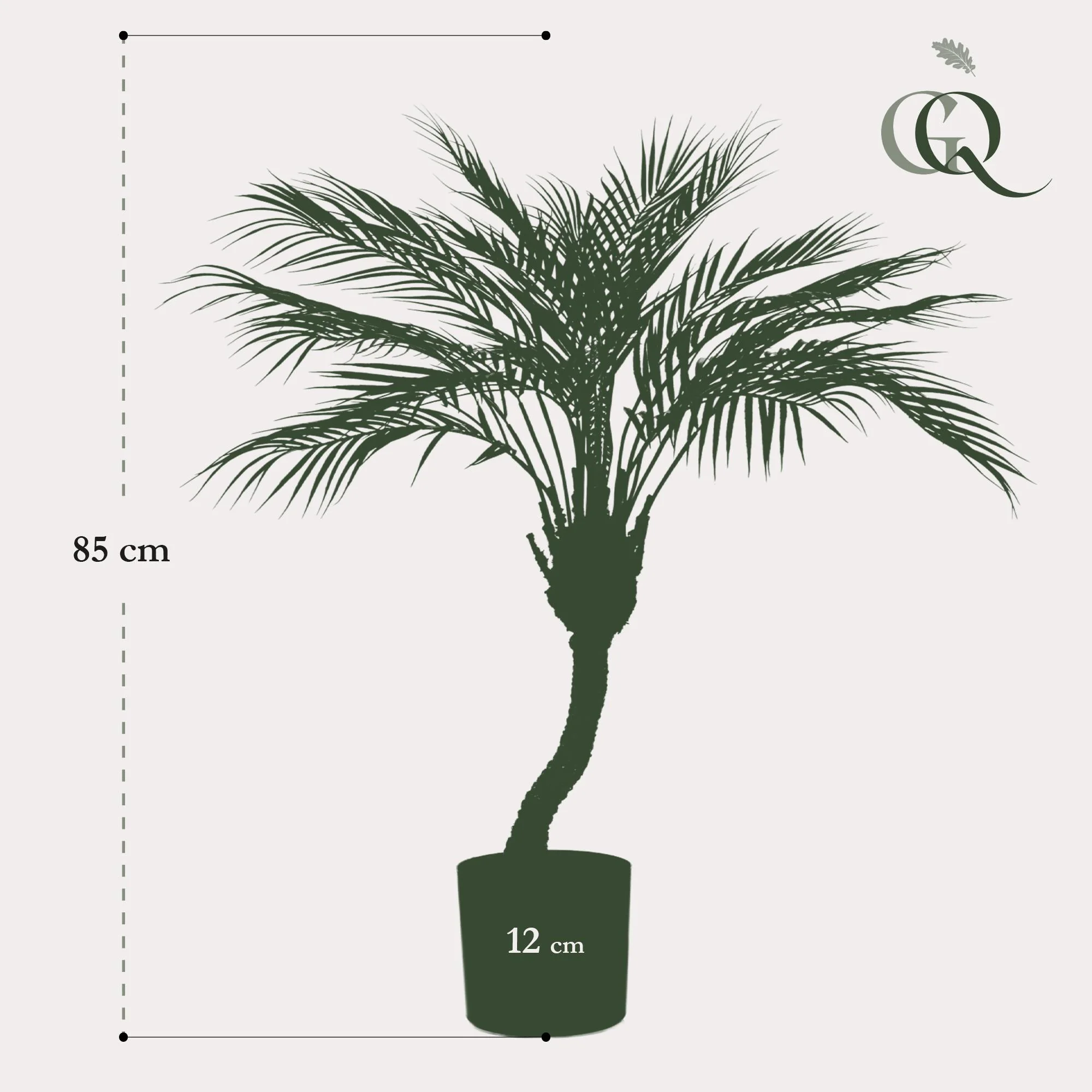 Chamaedorea Elegans – Mexikanische Bergpalme