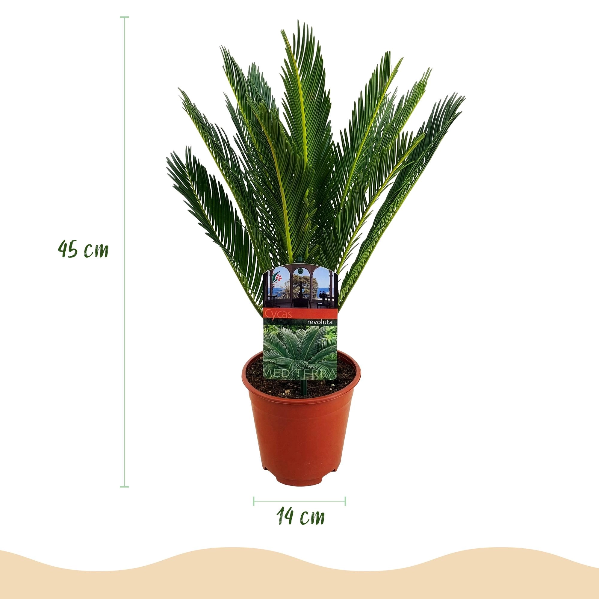 Cycas Revoluta - Sago-Palme