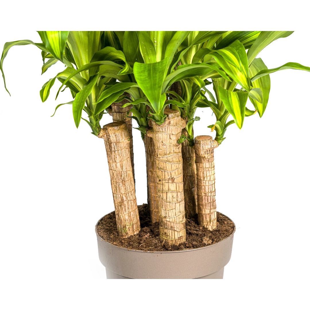 Dracaena Fragrans Massangeana Karussell Ø30cm - ↕130 - 150cm Bild 3