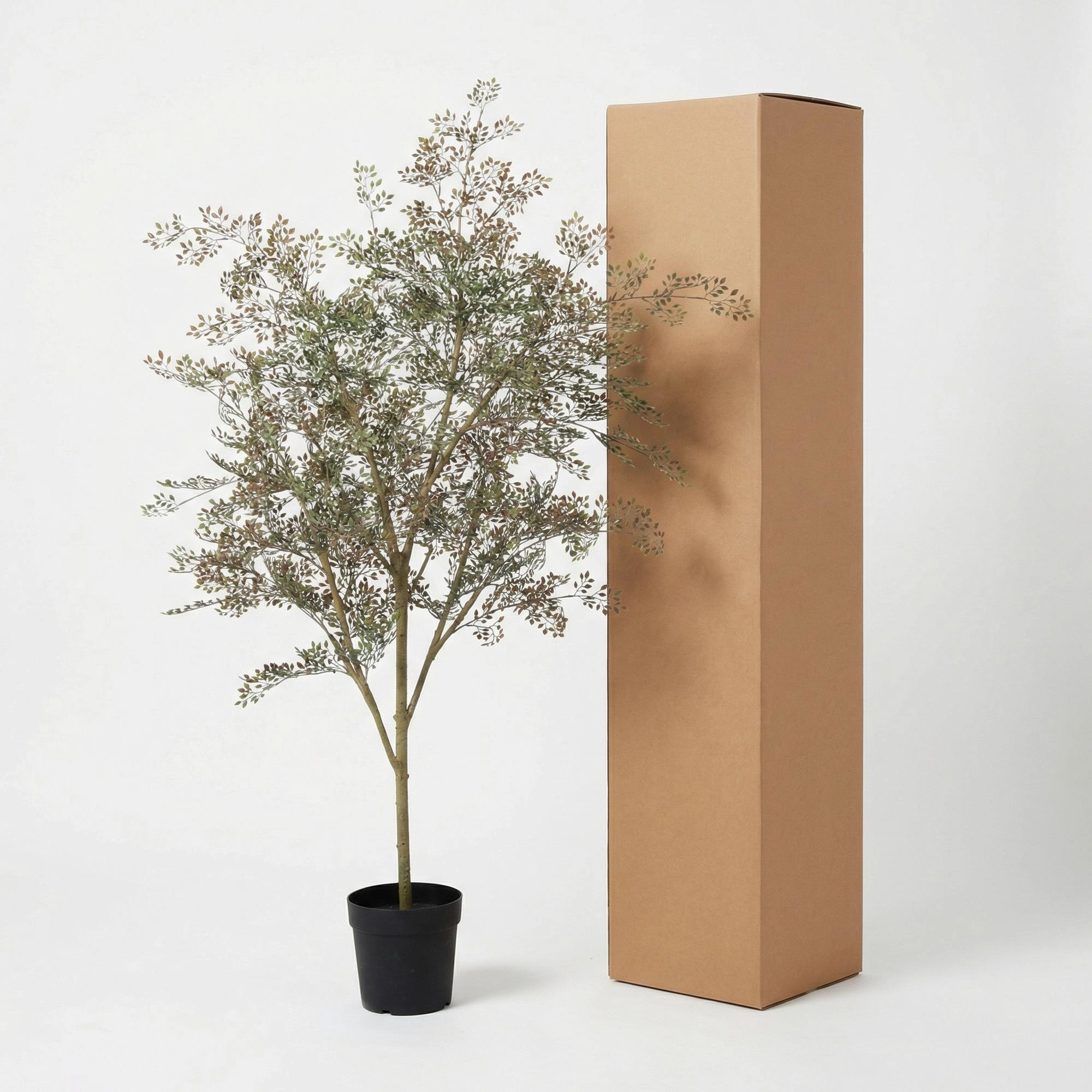 Kunst Bucida Baum