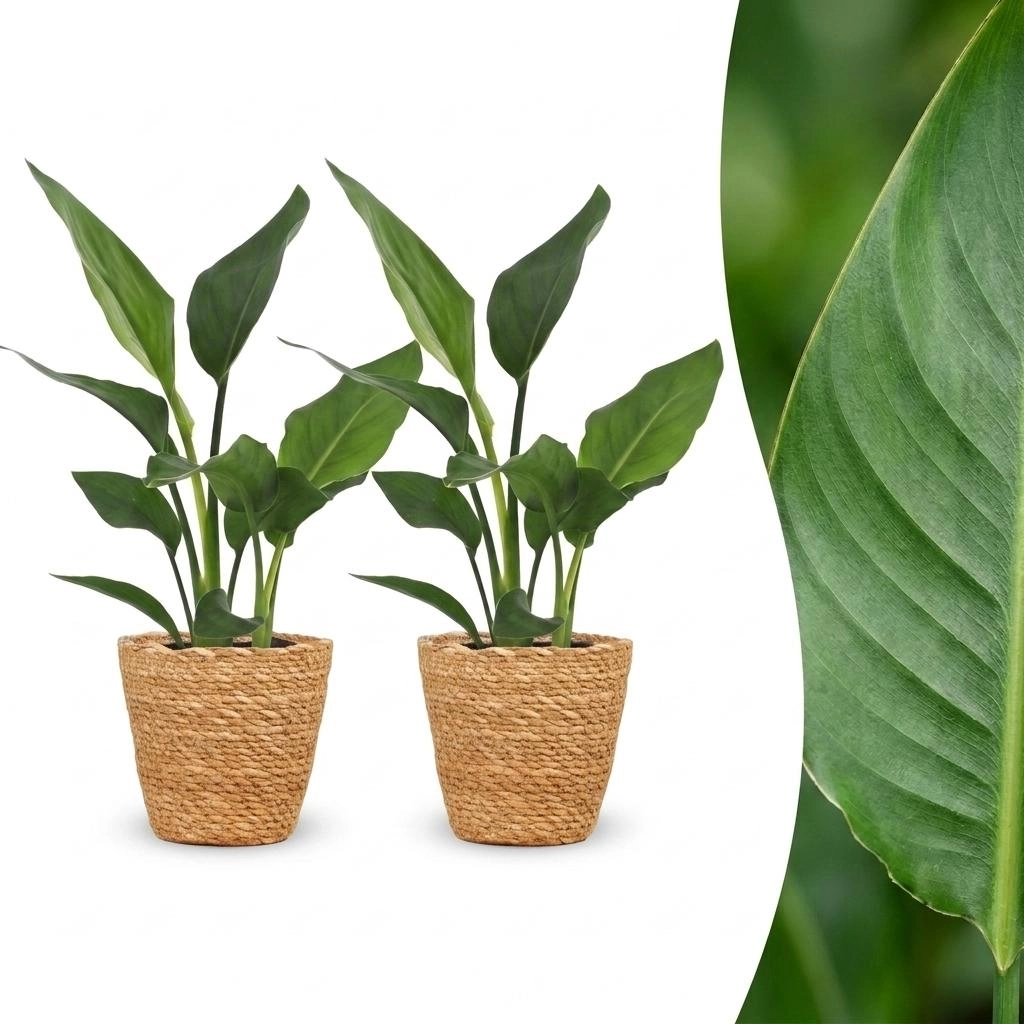 Green boutiQ - Strelitzia Reginea - Paradiesvogelblume - 2 Pflanzen - mit Korb - Topf 12cm - Höhe - 35cm Bild 1
