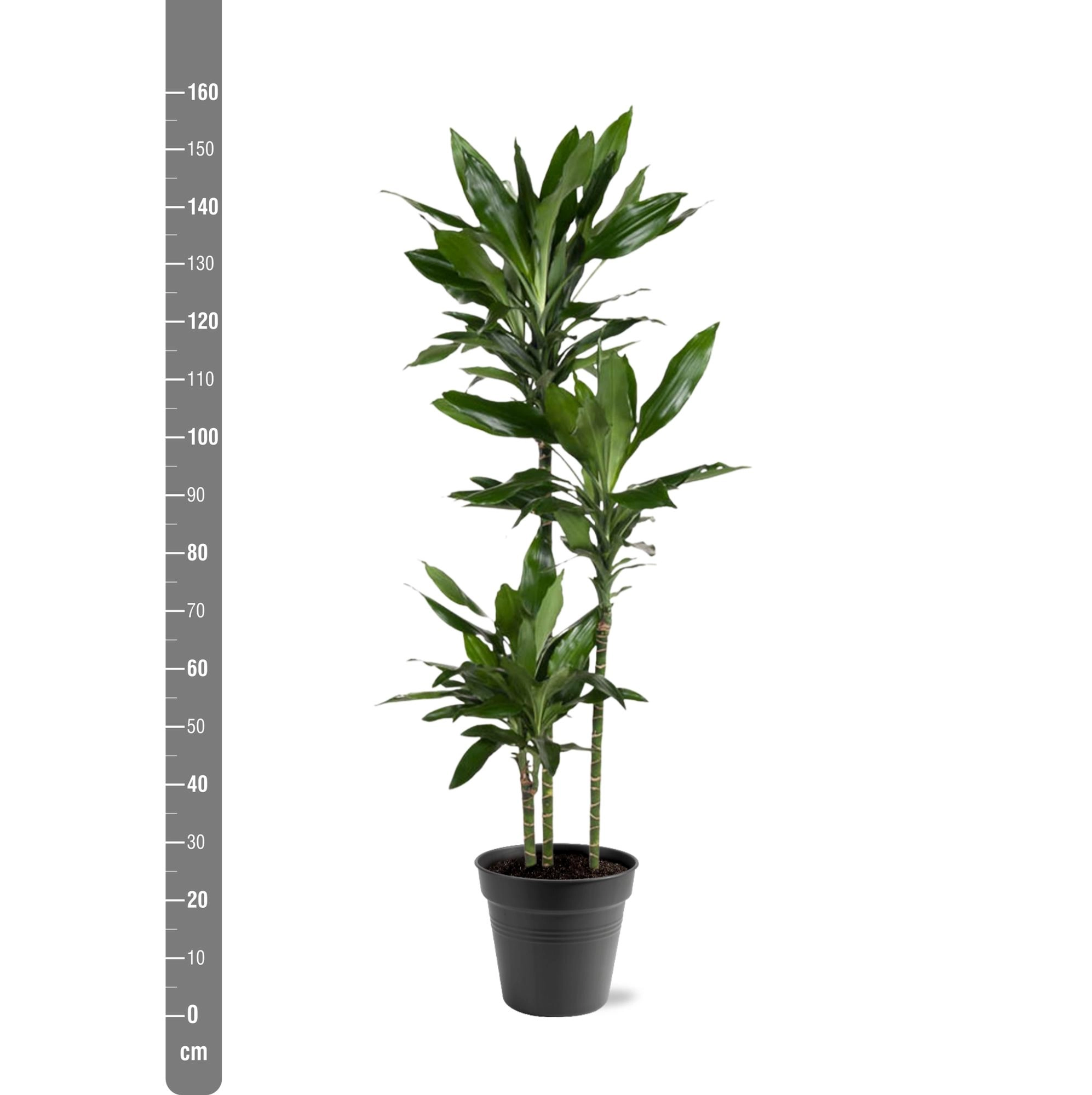 Dracaena Janet Lind - 150-160 cm - ø24 Bild 2