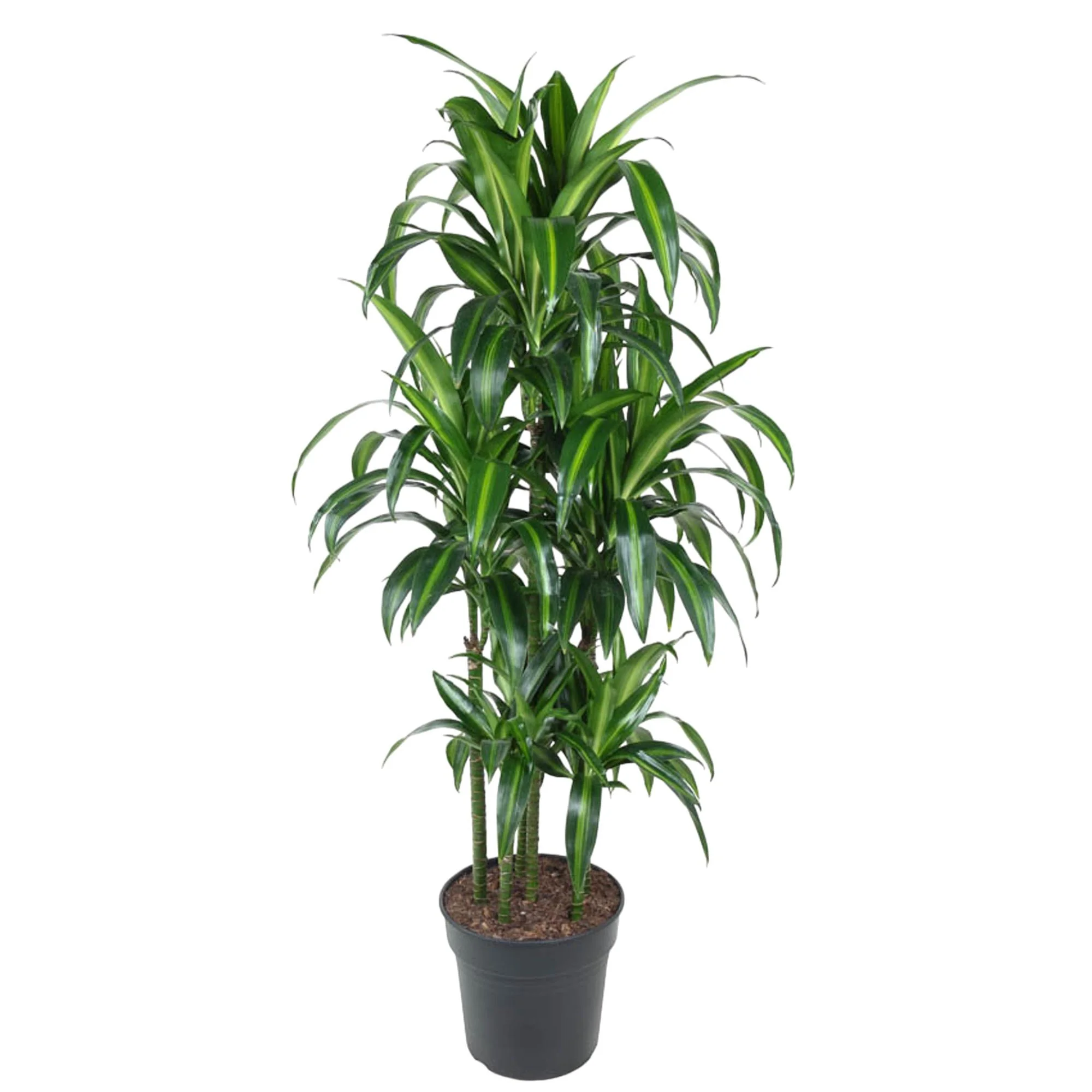 Dracaena Hawaiiana – Schöne Zimmerpflanze