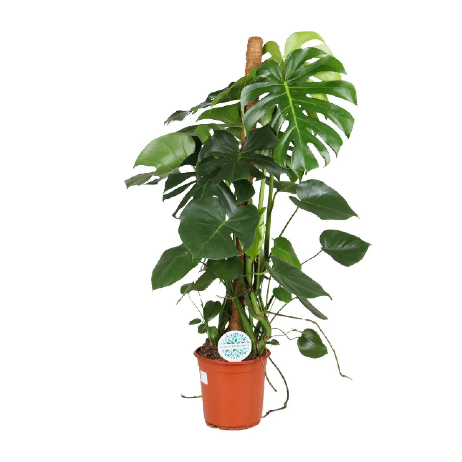 Monstera Deliciosa – Pflegeleichte Zimmerpflanze