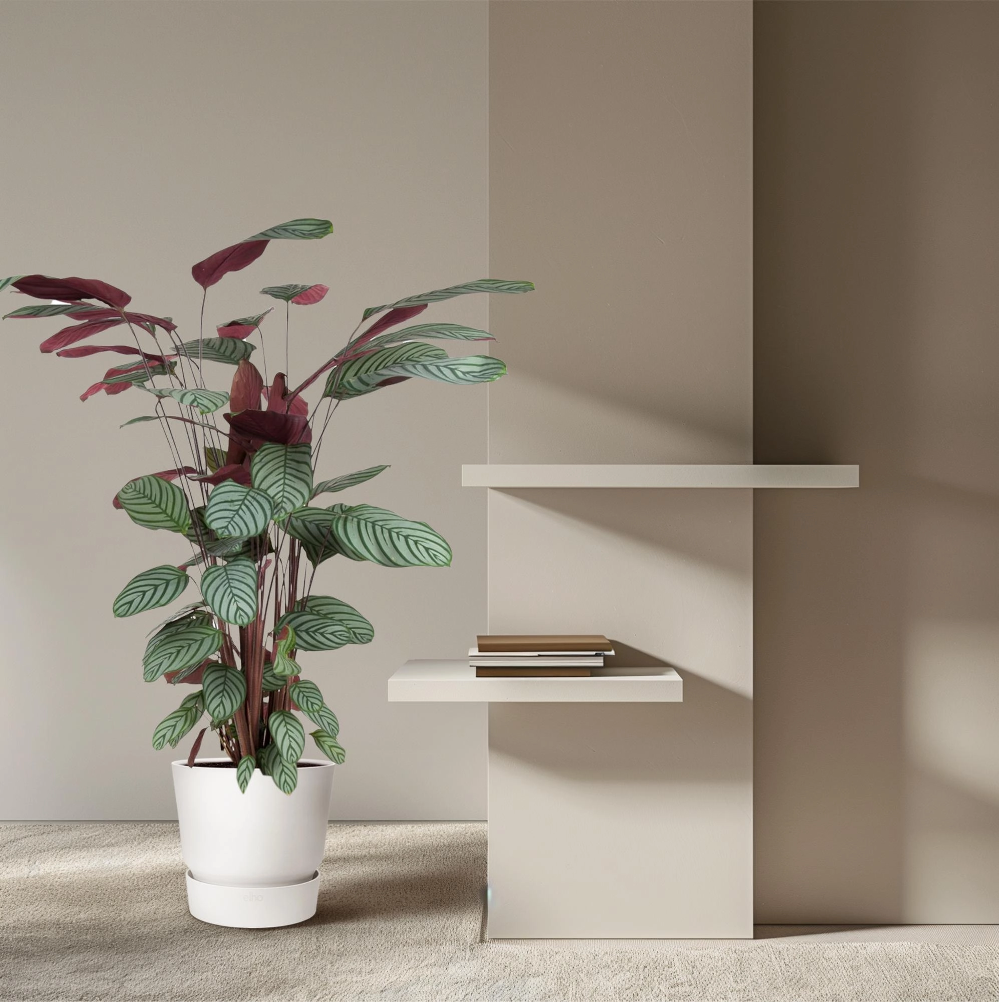 Calathea Oppenheimiana – Dekorative Zimmerpflanze