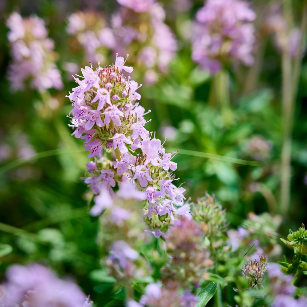 Gartenthymian (Thymus vulgaris)