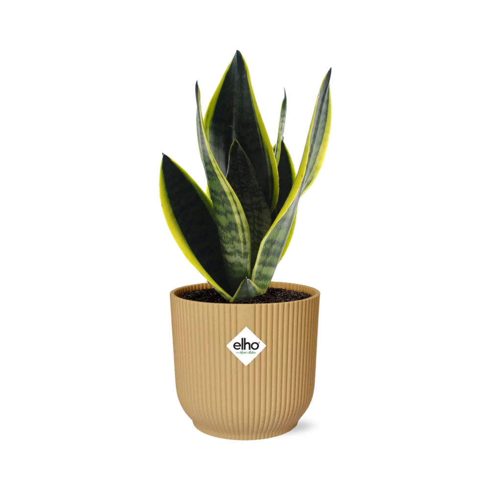 Sansevieria Futura Superba – Zunge der Schwiegermutter